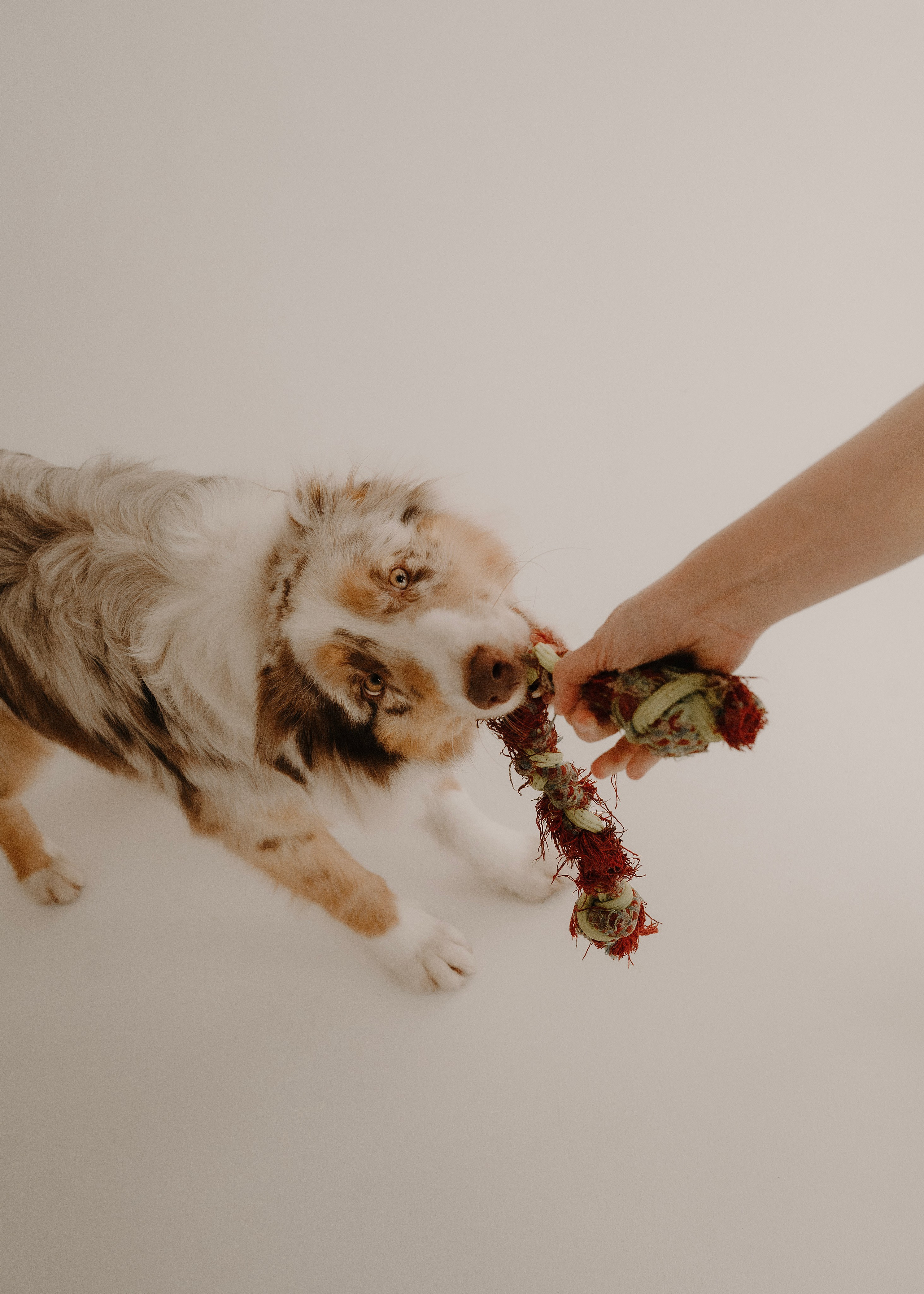 Дэймон. Фотограф- анималист Александра Матвеева