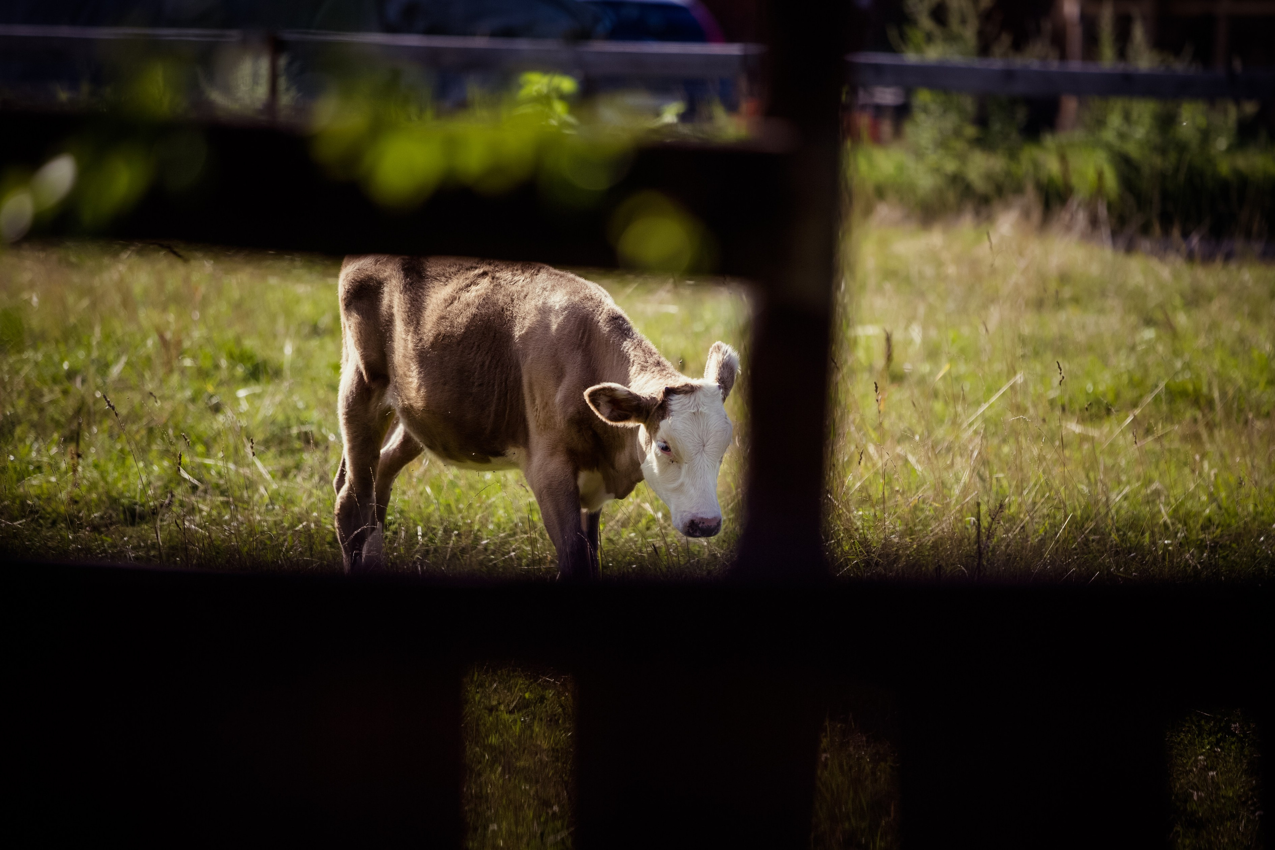 Алёна и Михаил. Свадебный и семейный фотограф в Москве и Подмосковье Лариса Козлова