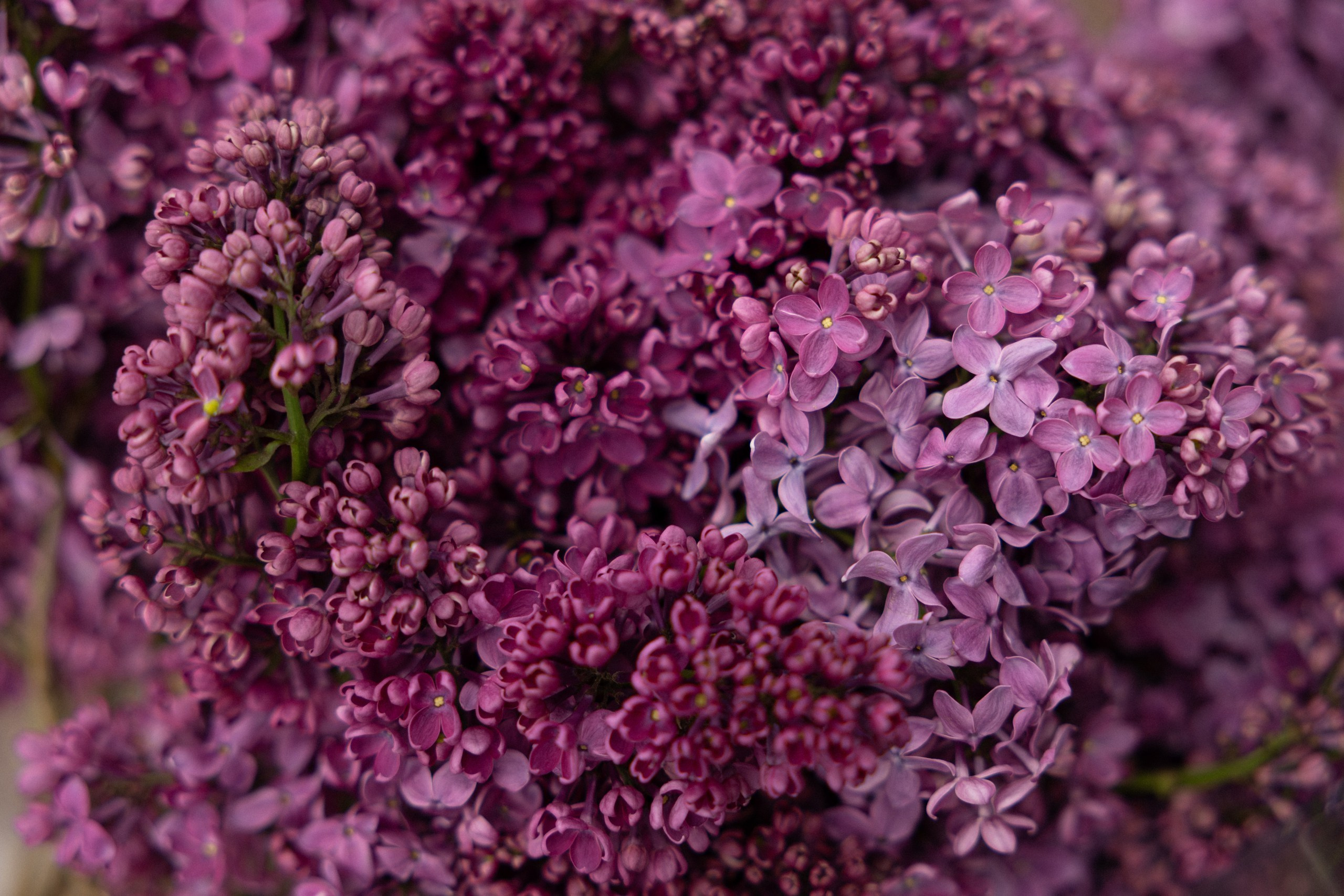 А/И. Вебер Юлия фотограф Ростов-на-Дону
