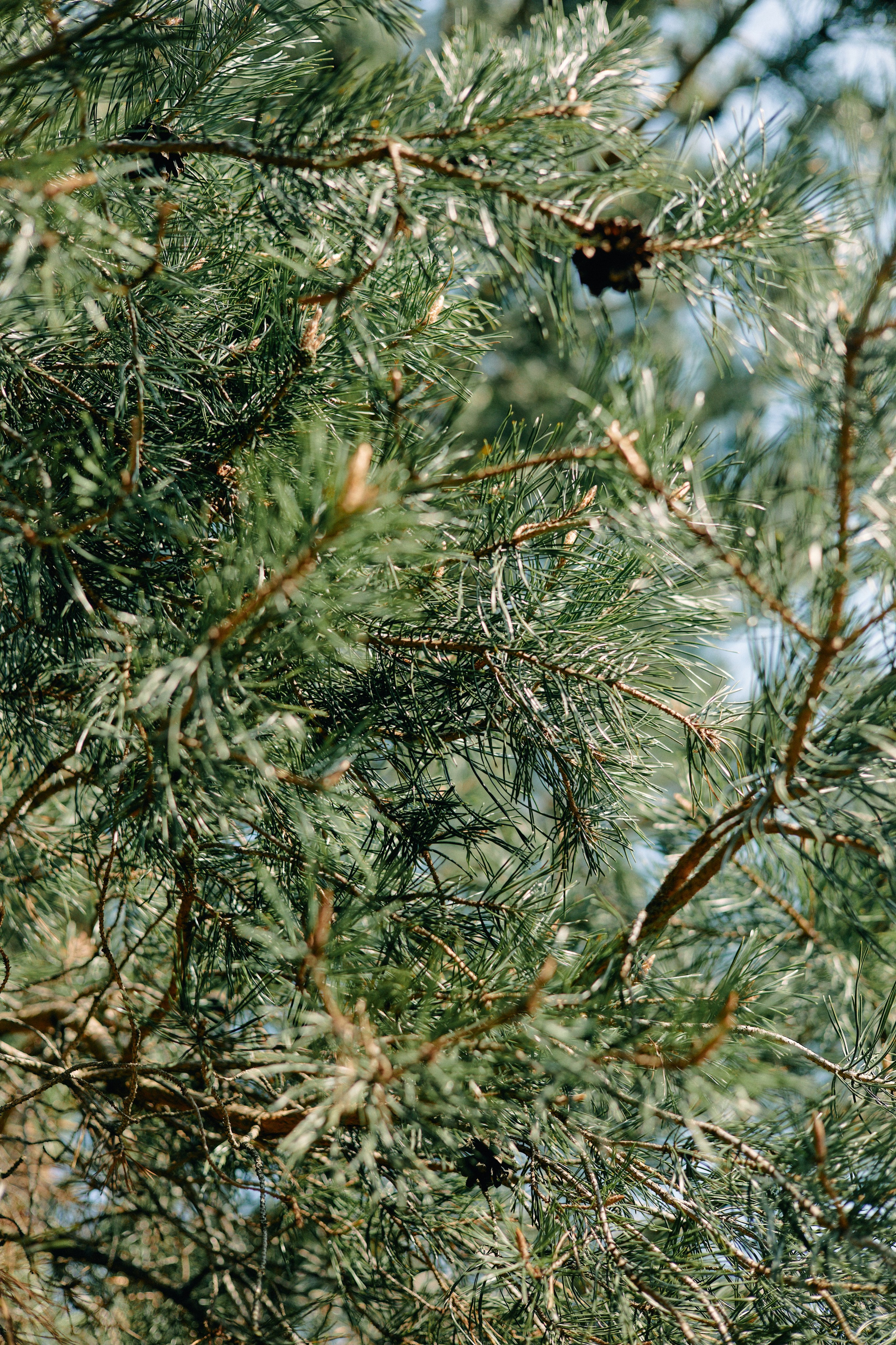 Бутик-отель Поле летом. Профессиональный Фотограф во Владимире, в Москве и в Суздале — Полина Романычева