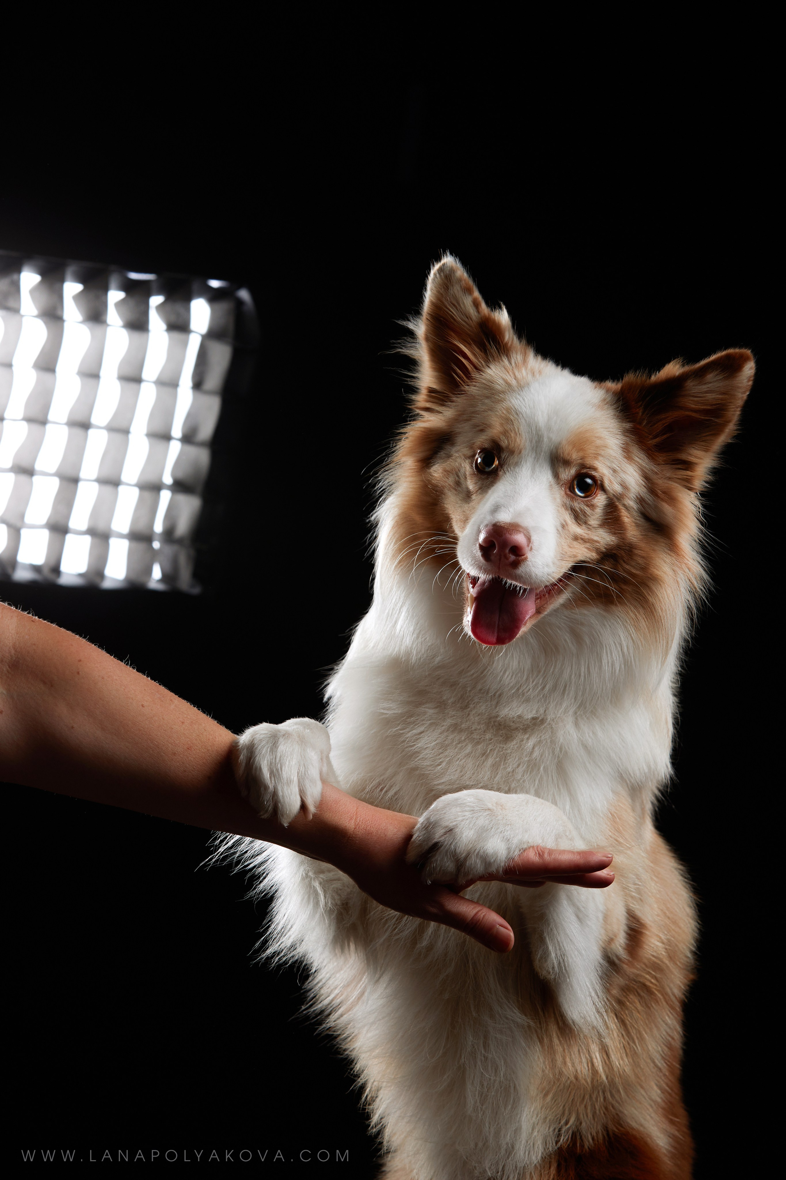 Оскар передает привет 👋. ФОТОГРАФ-АНИМАЛИСТ l LANA POLYAKOVA