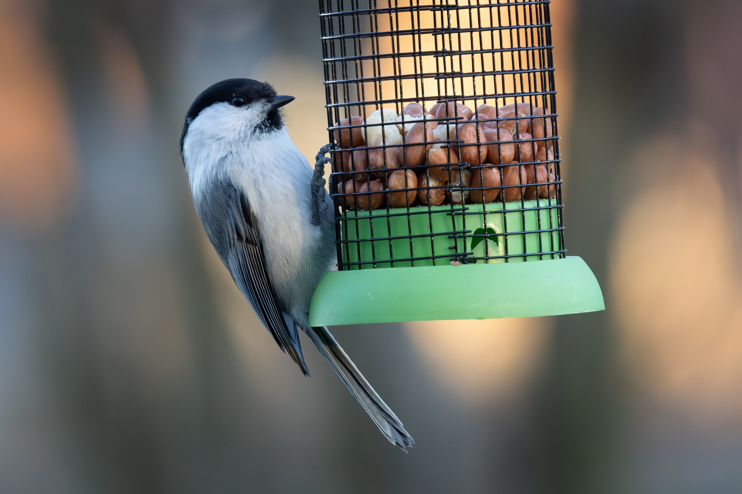 Птицы СНТ «Подлесье». Птицы парков г. Люберцы