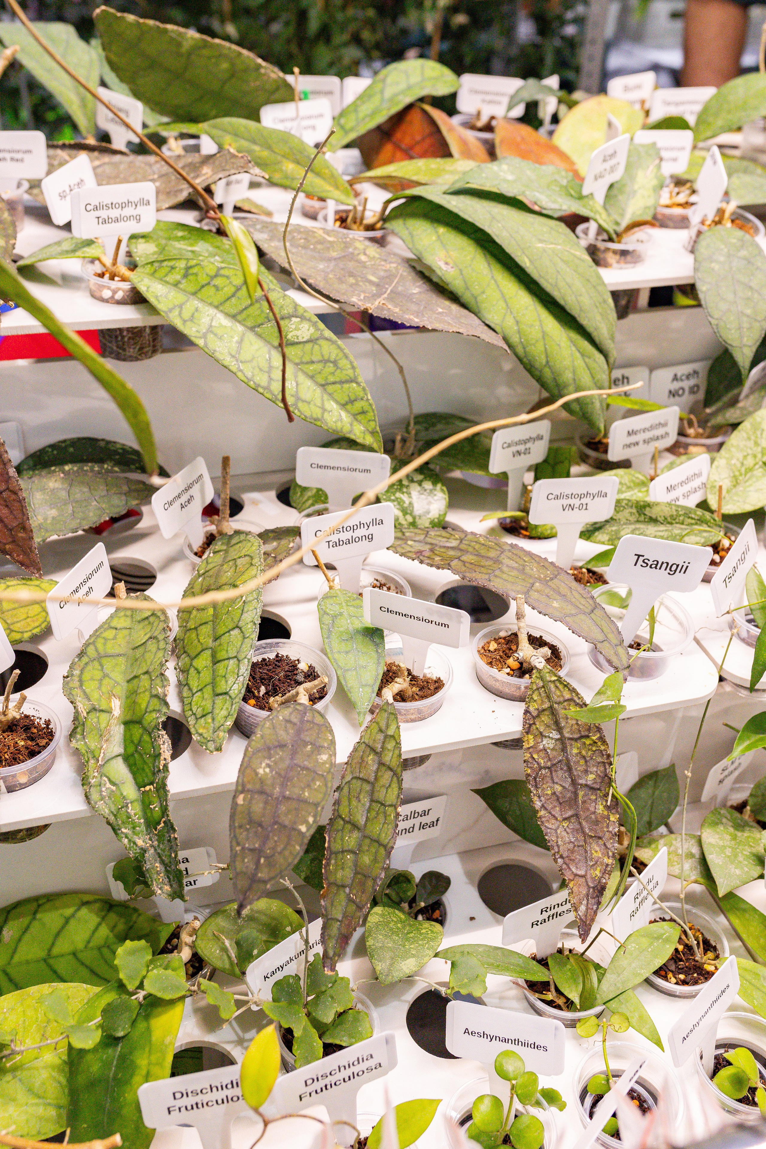 Орхидиум сентябрь 2025. Александра Куликова фотограф, Москва