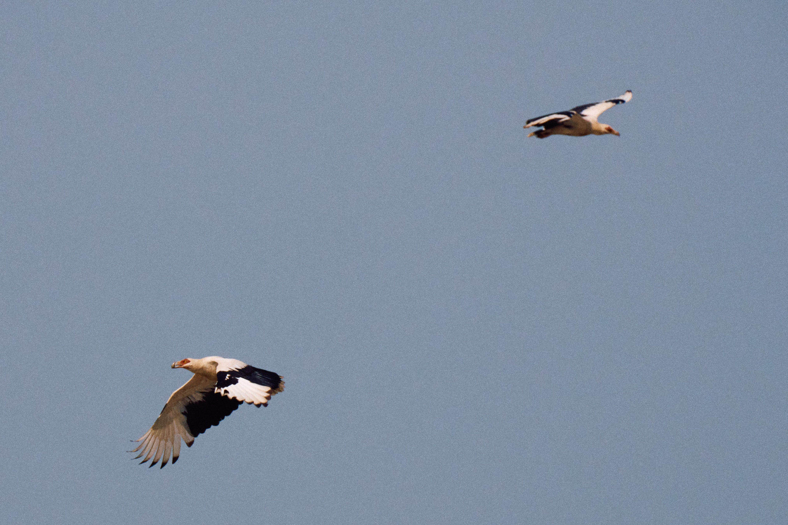 Archipelago Bissagos. See the moment and catche. commercial and reportage