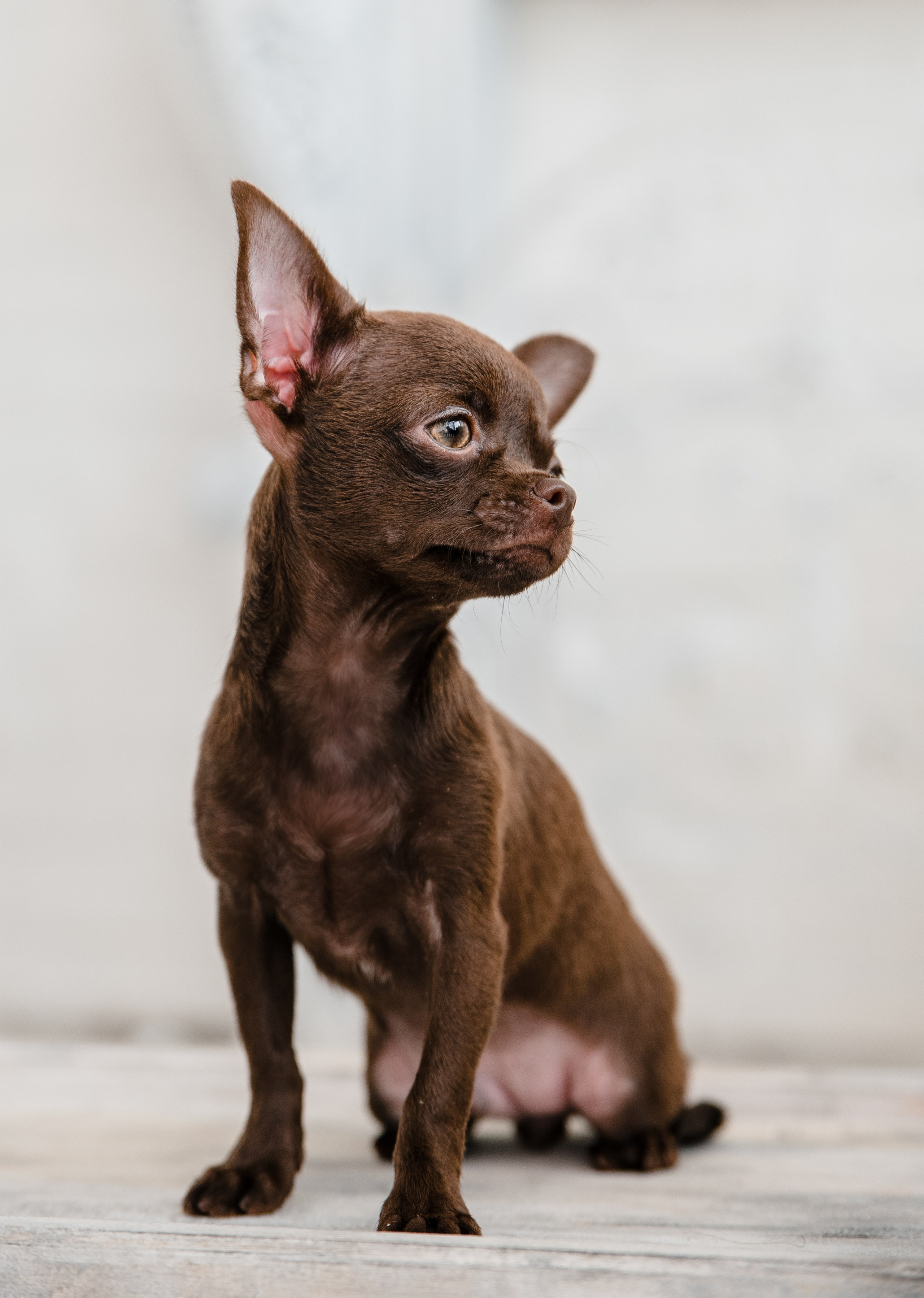 Чихуа Ахуа студия. Главная