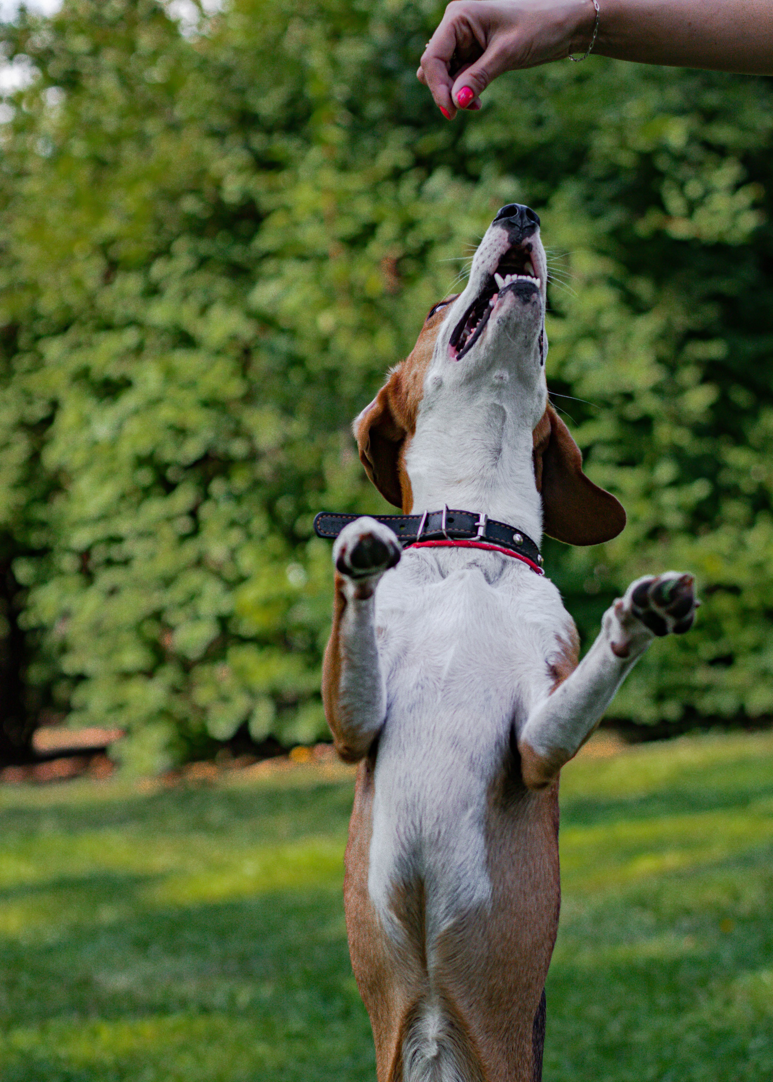 Домашние животные. Свадебный и семейный фотограф в Москве Мария Соловова