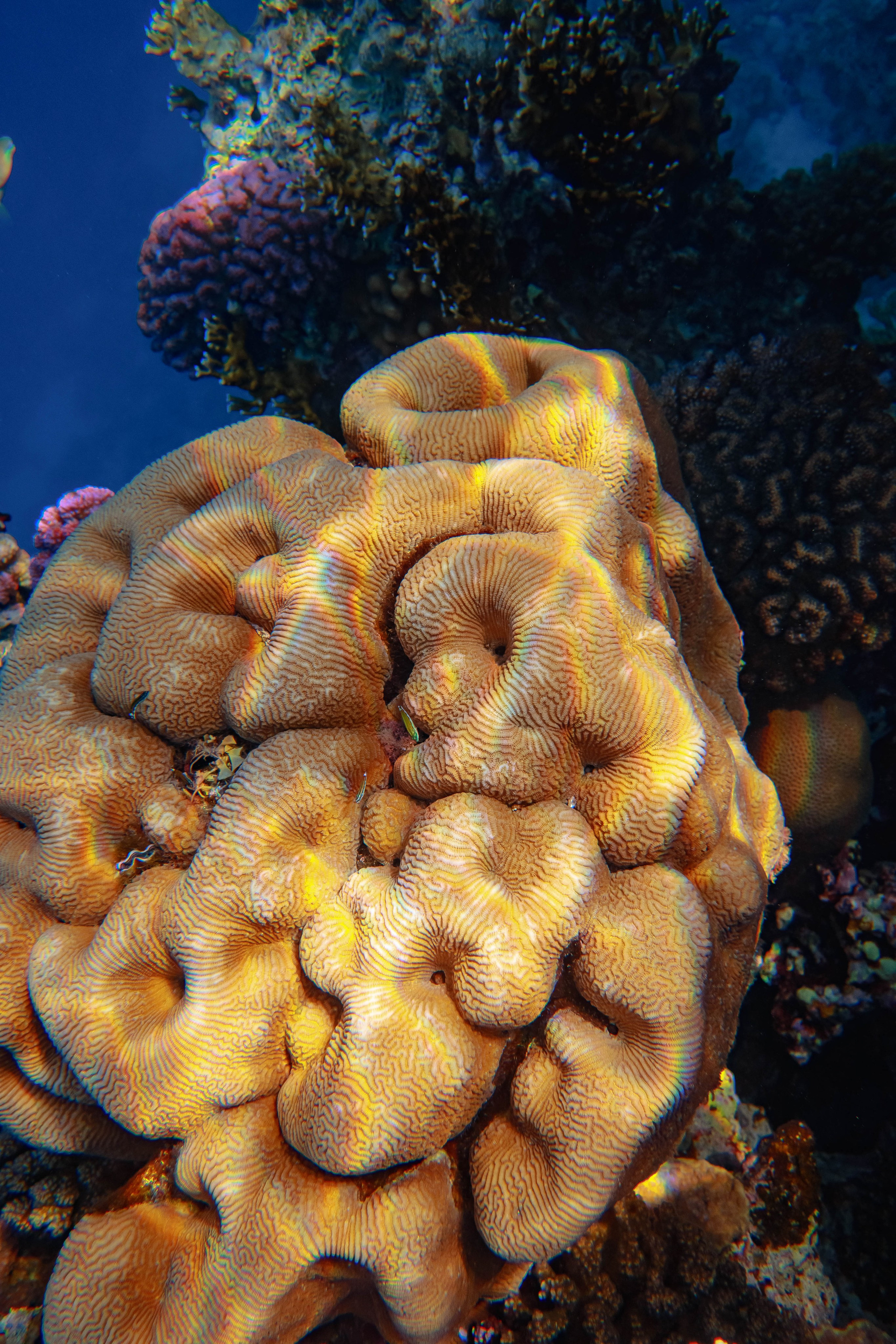 Fish. Фотограф Светлана Голицына