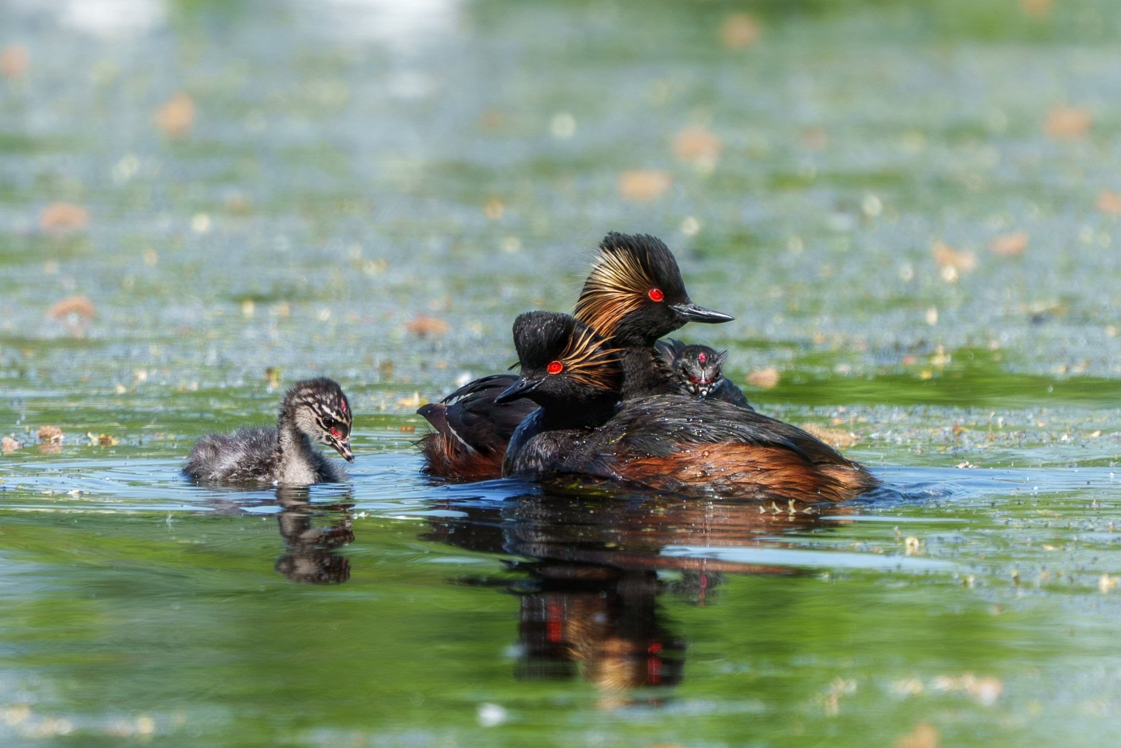 Удивительные мир птиц. Вокруг нас столько прекрасного — присмотритесь!. Ваш личный фотограф Марина Волкова