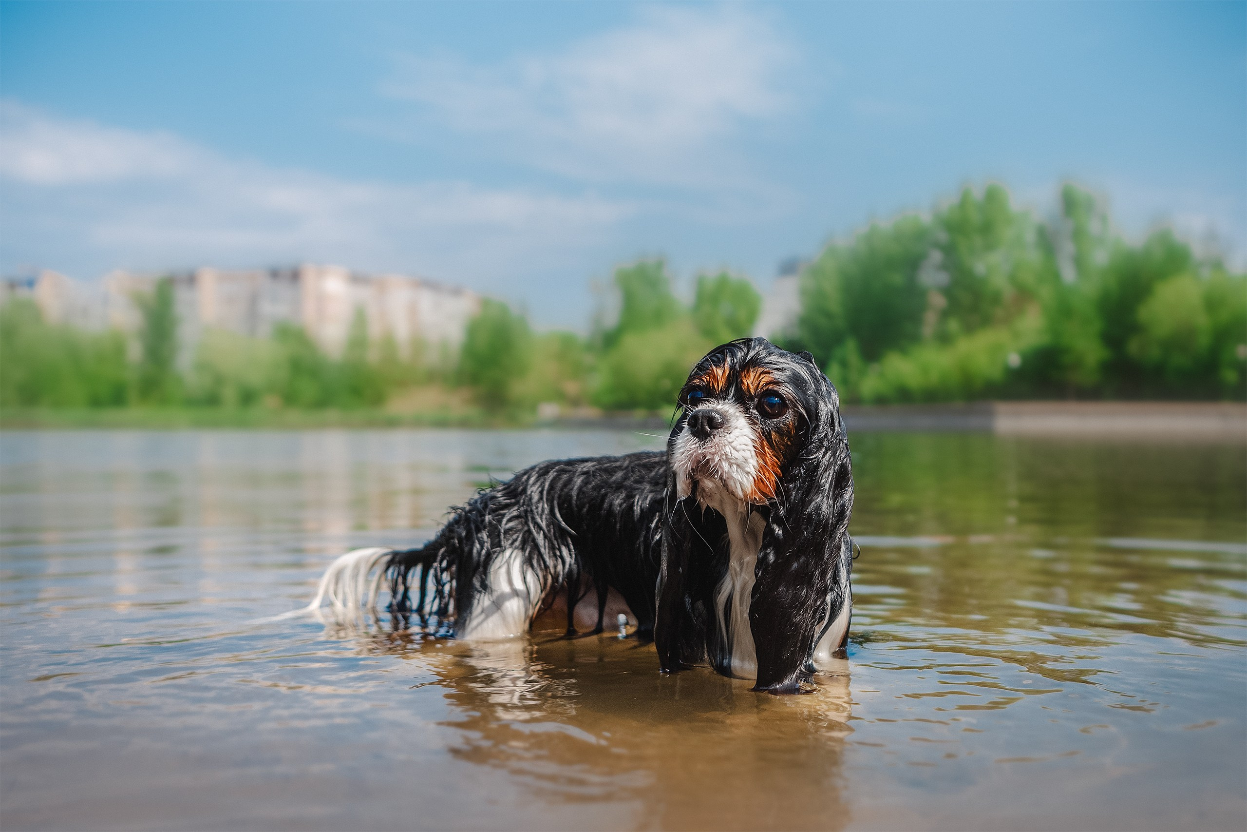 ККЧС Элвис. Фотограф анималист Кузнецова Анна Нижний Новгород