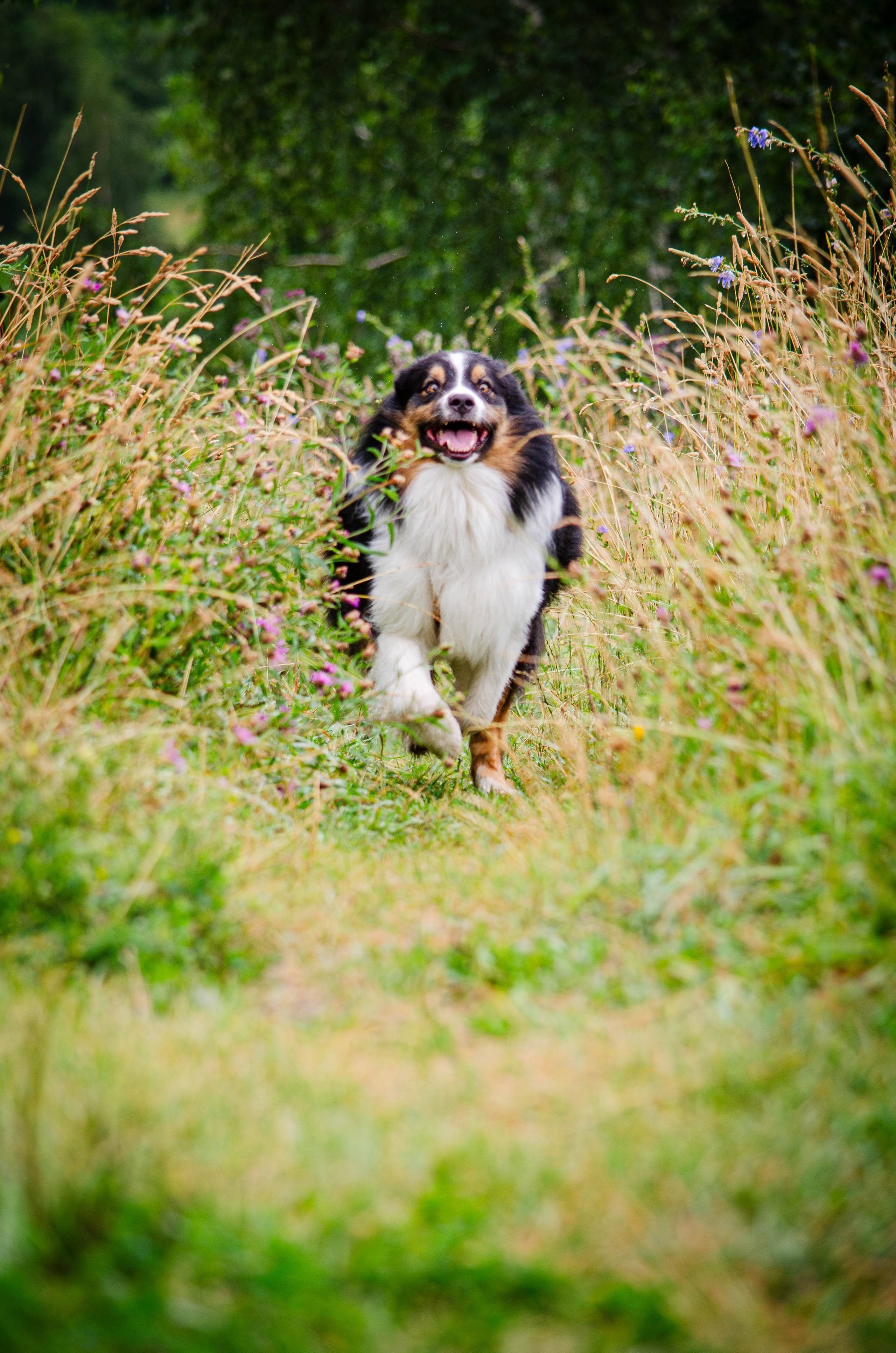 Арья и Оззи. Фотограф Светлана Блинова, Москва и Московская область