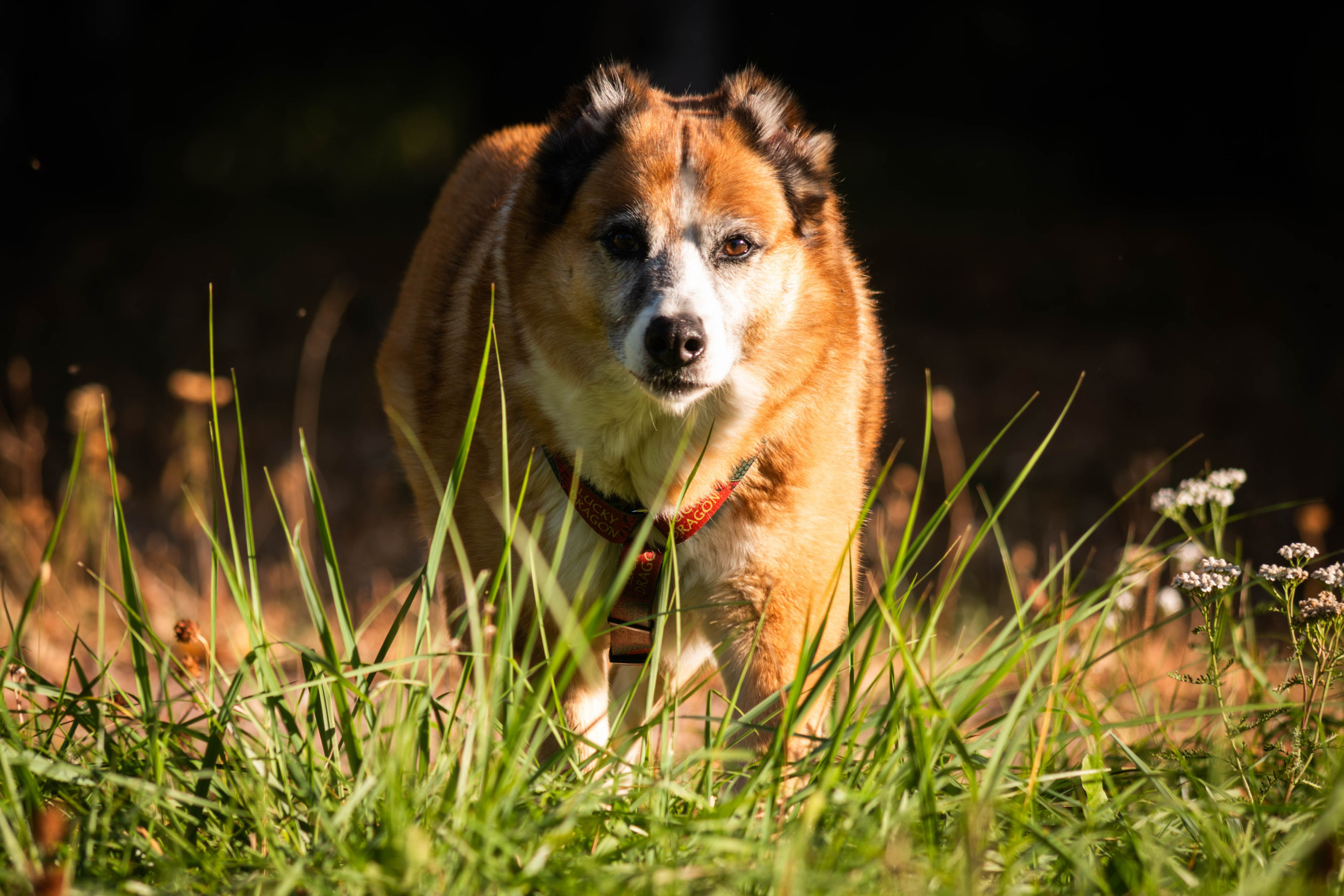 Ник и Полина. Фотограф Светлана Блинова, Москва и Московская область