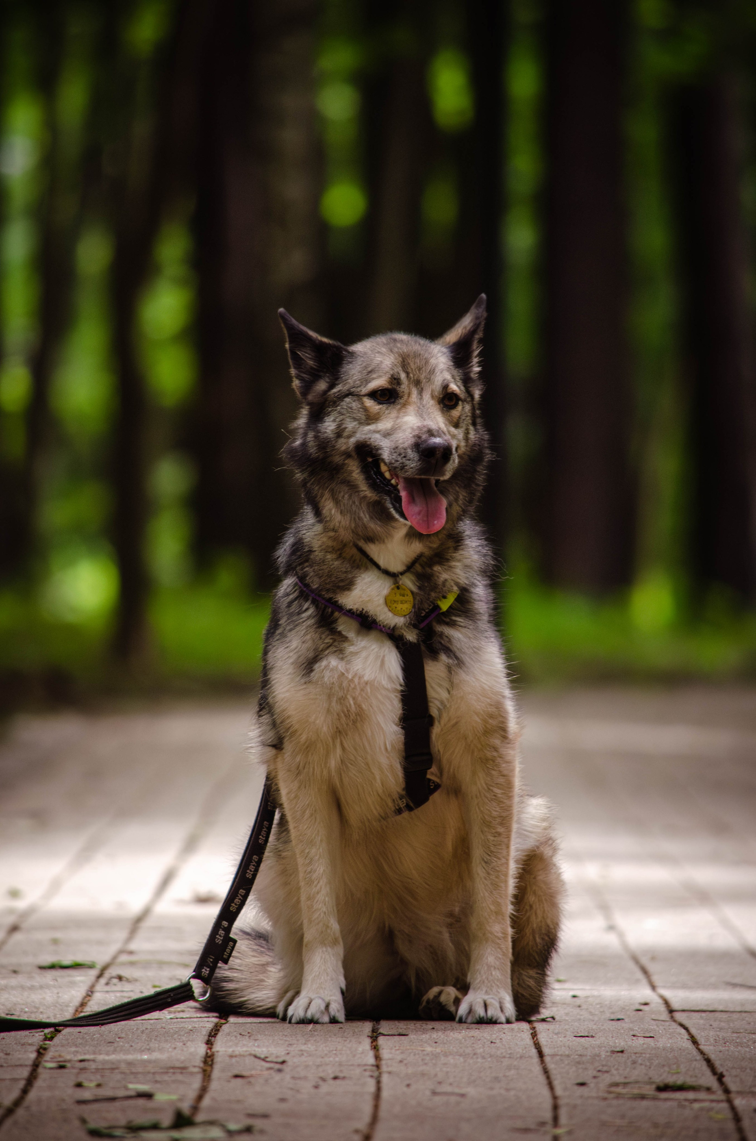 Мира и Чиж. Фотограф Светлана Блинова, Москва и Московская область
