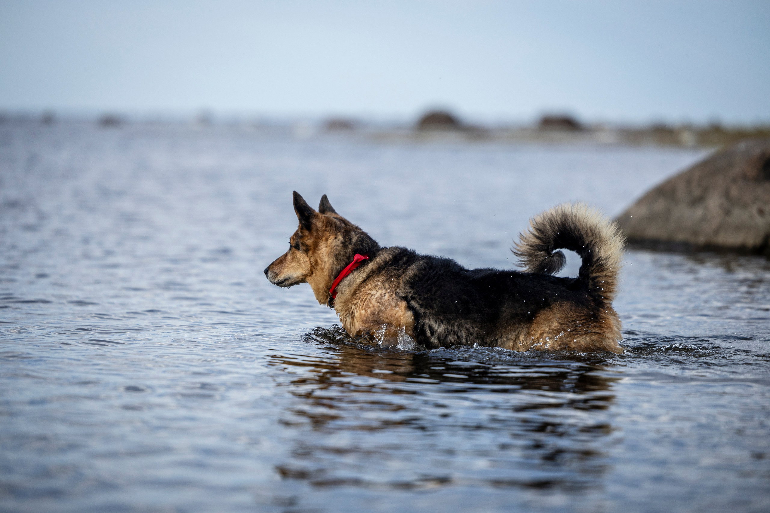 Ричард залив. Фотограф-анималист Анна Маринич