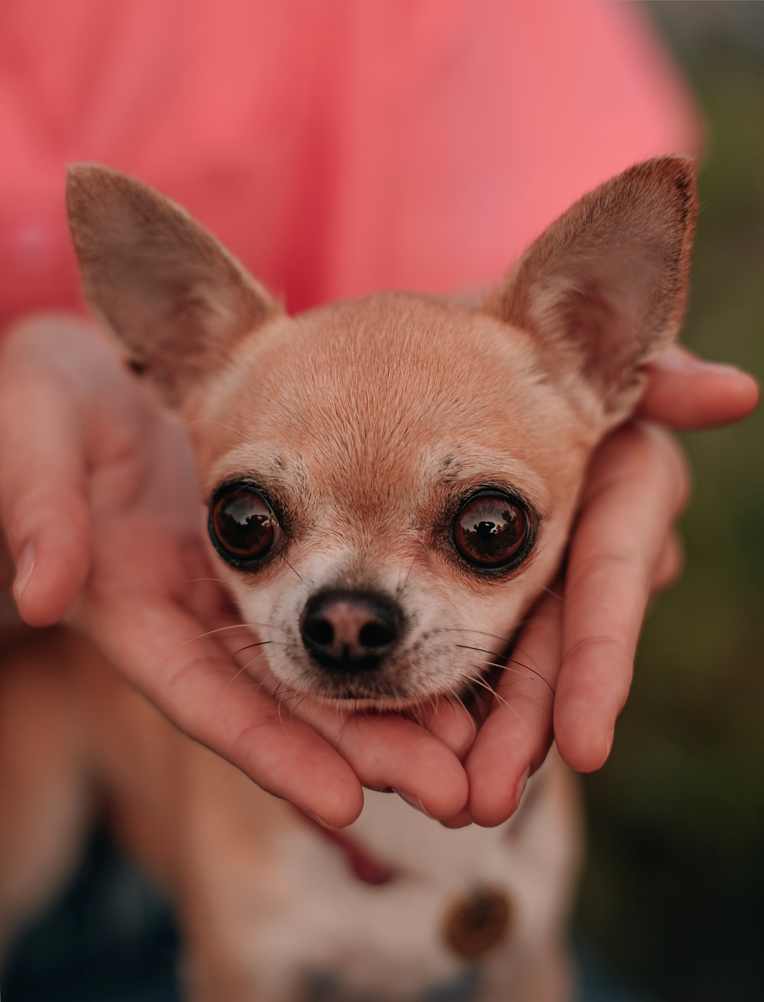 Прогулка: чихуахуа Хенни и Алина во Владивостоке. Портфолио