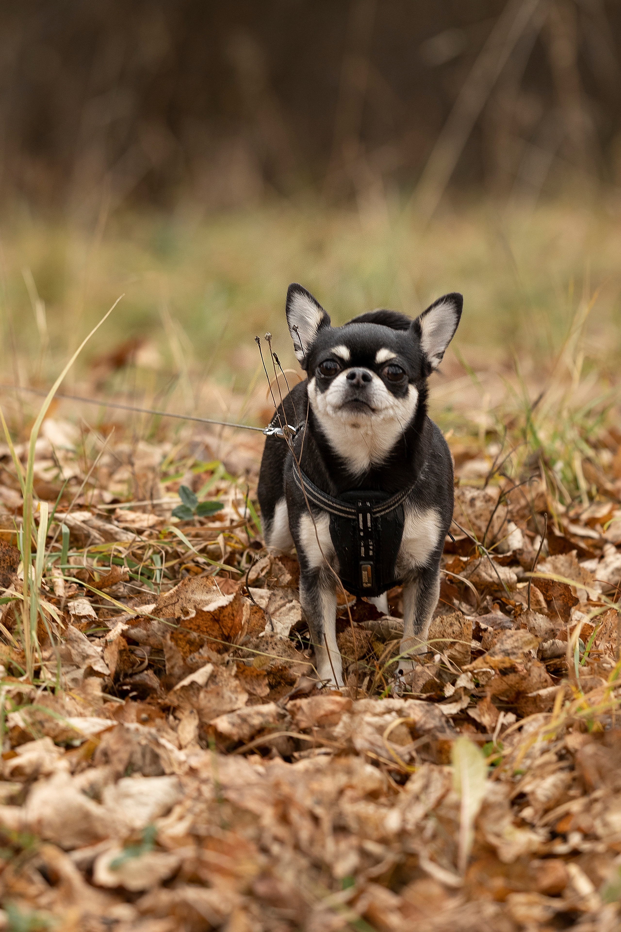 Семейная фотопрогулка на улице. Семейный и детский фотограф в Перми Мария Карабатова