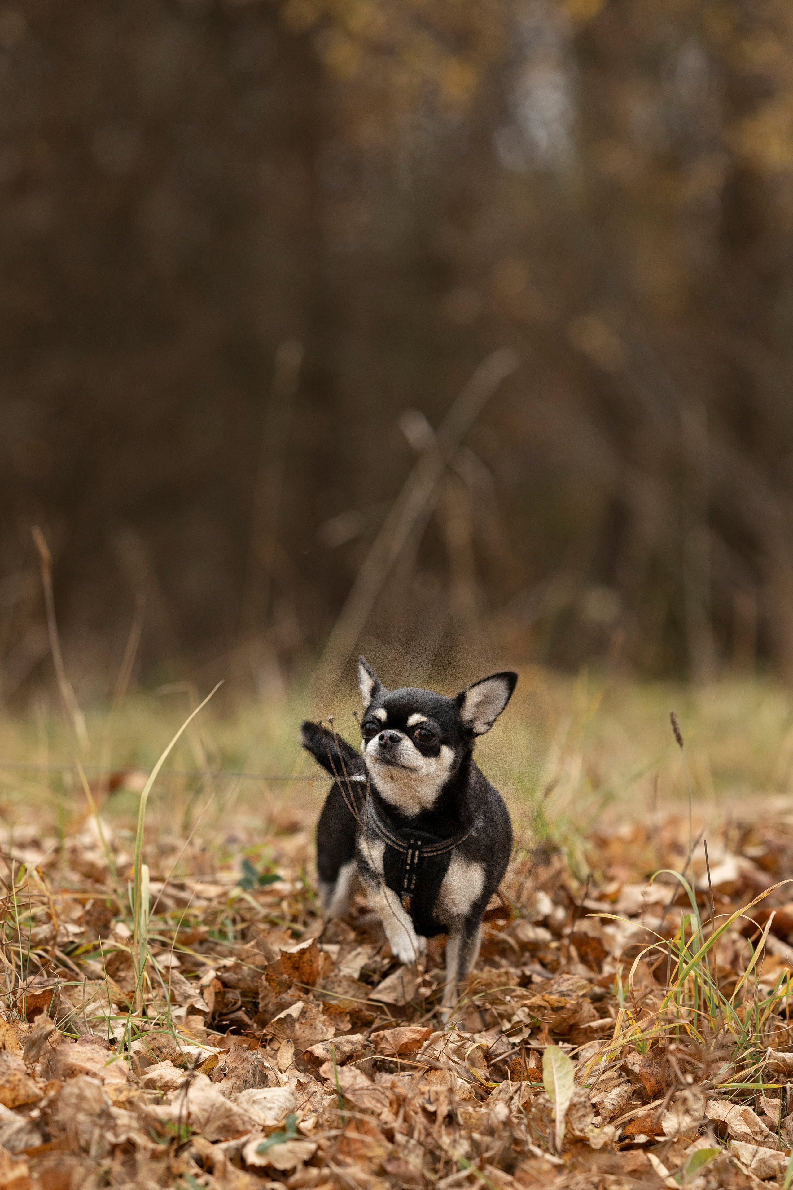 Семейная фотопрогулка на улице. Семейный и детский фотограф в Перми Мария Карабатова