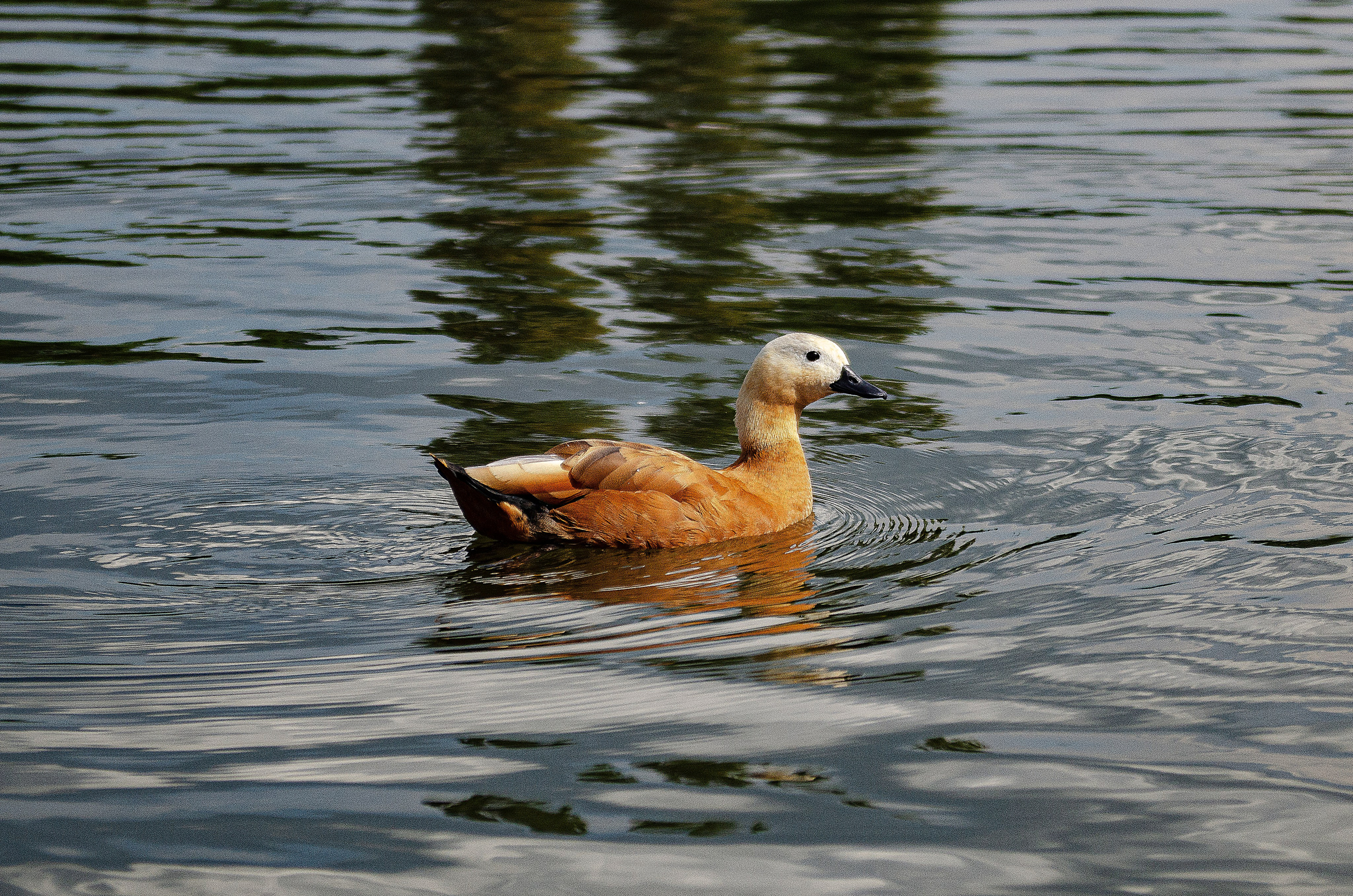 Птицы.Животные. Sreda fotoArt