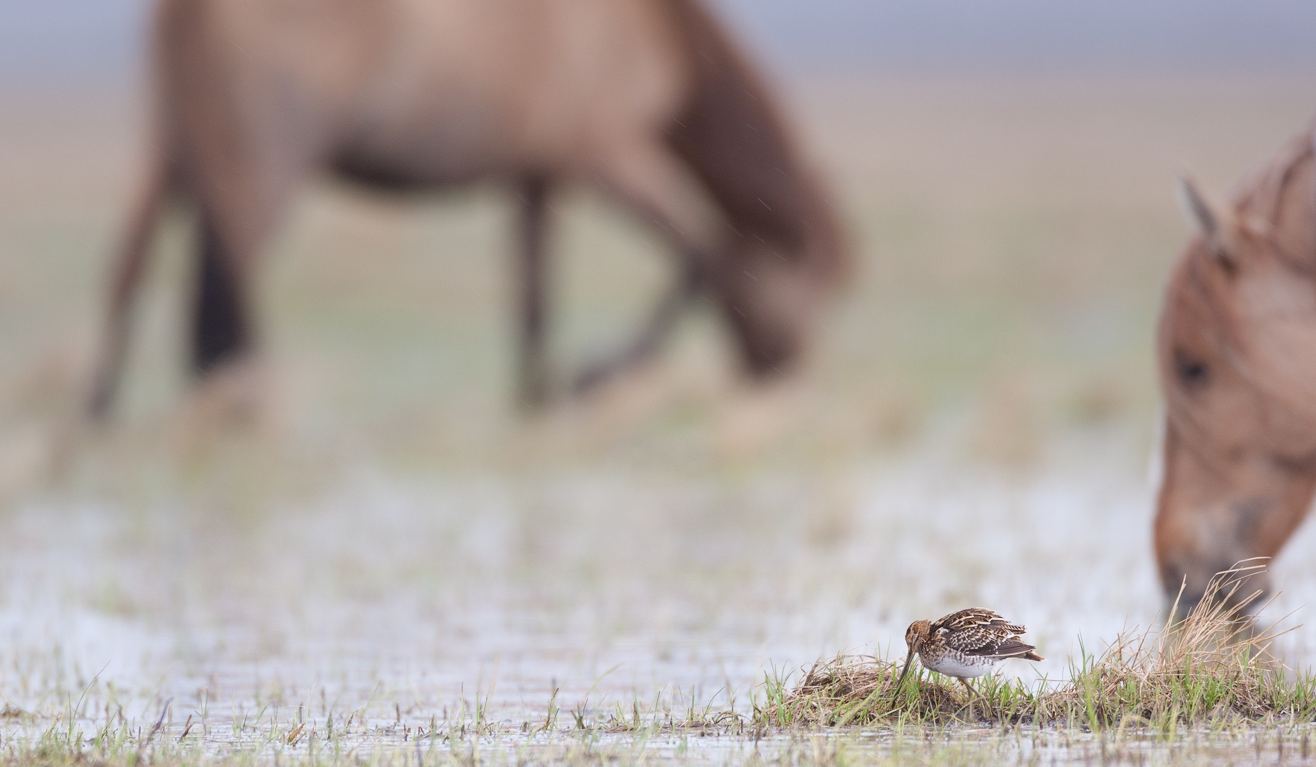 Монголия. Фотограф Владимир Медведев