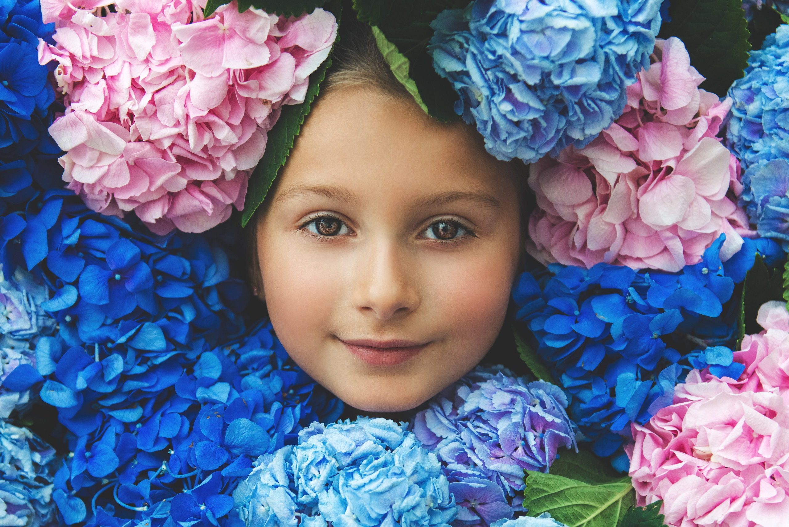 Гортензии. Фотограф новорожденных и детей в Барнауле — Екатерина Шапкина