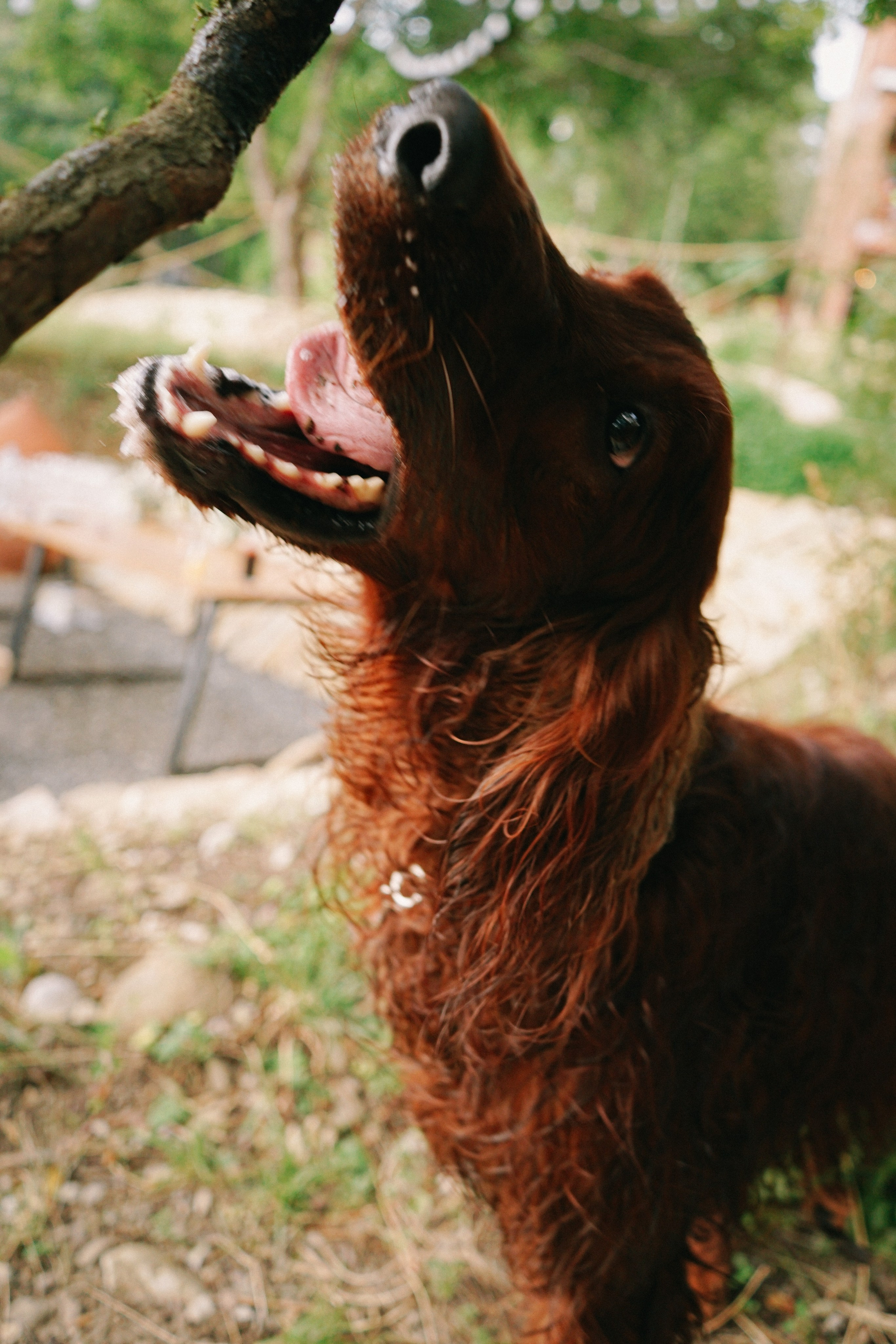 Свадебный фотограф в Грузии. Фотограф в Грузии ОАЭ | Nekit Fox