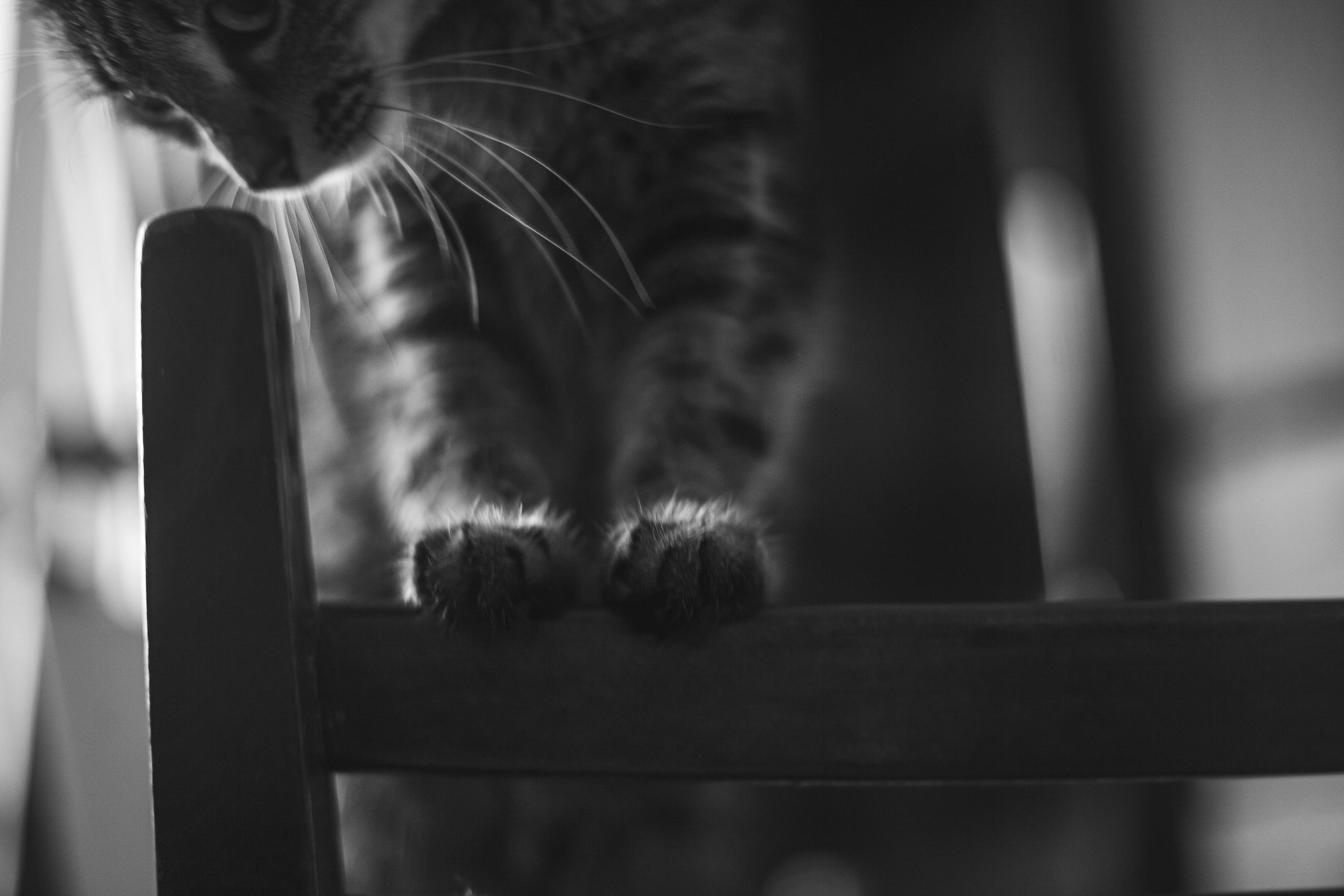 Жан и Катя. Свадебный и портретный фотограф в Красноярске Алина Семенихина