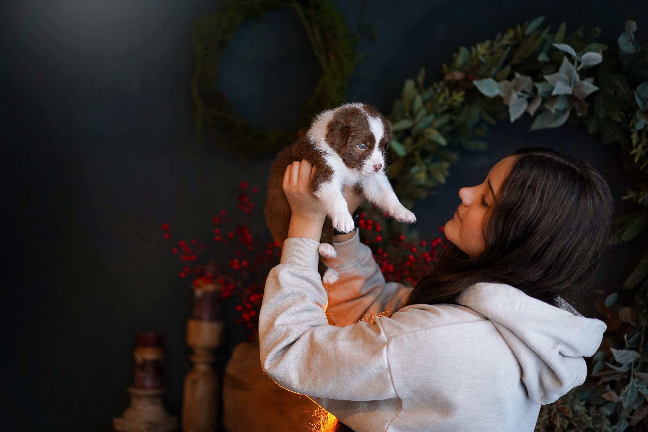 Щенки австралийской овчарки. Фотограф-анималист в Санкт-Петербурге Яна Мартынова