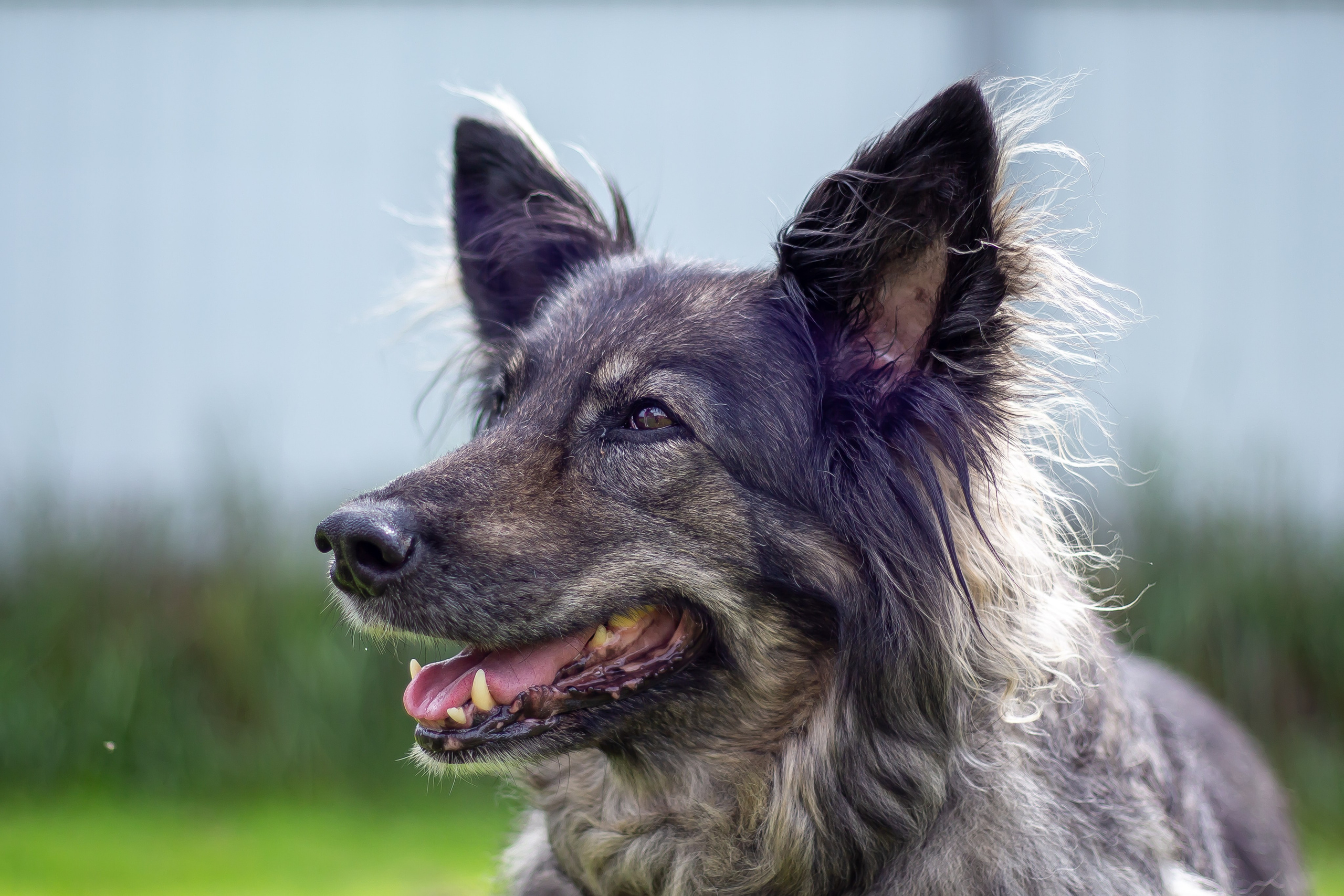 Собачья жизнь — Зоогостиница «Счастливые мечтатели». Фотограф • Орехово-Зуево • Балашиха • TEFO
