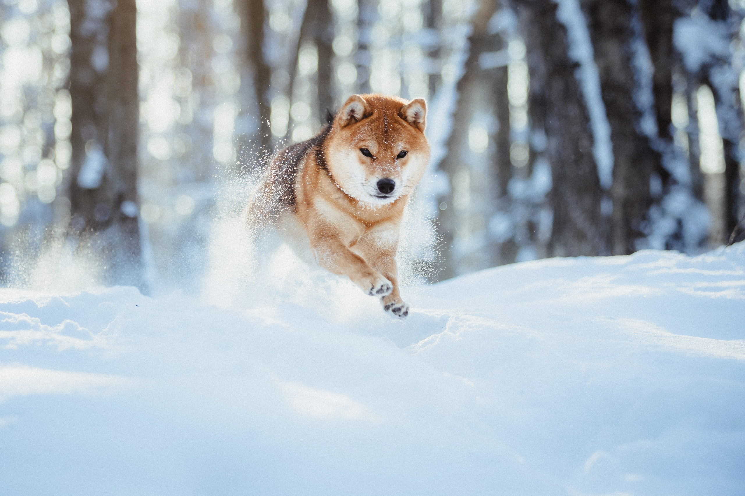Шед, Цири и Ира