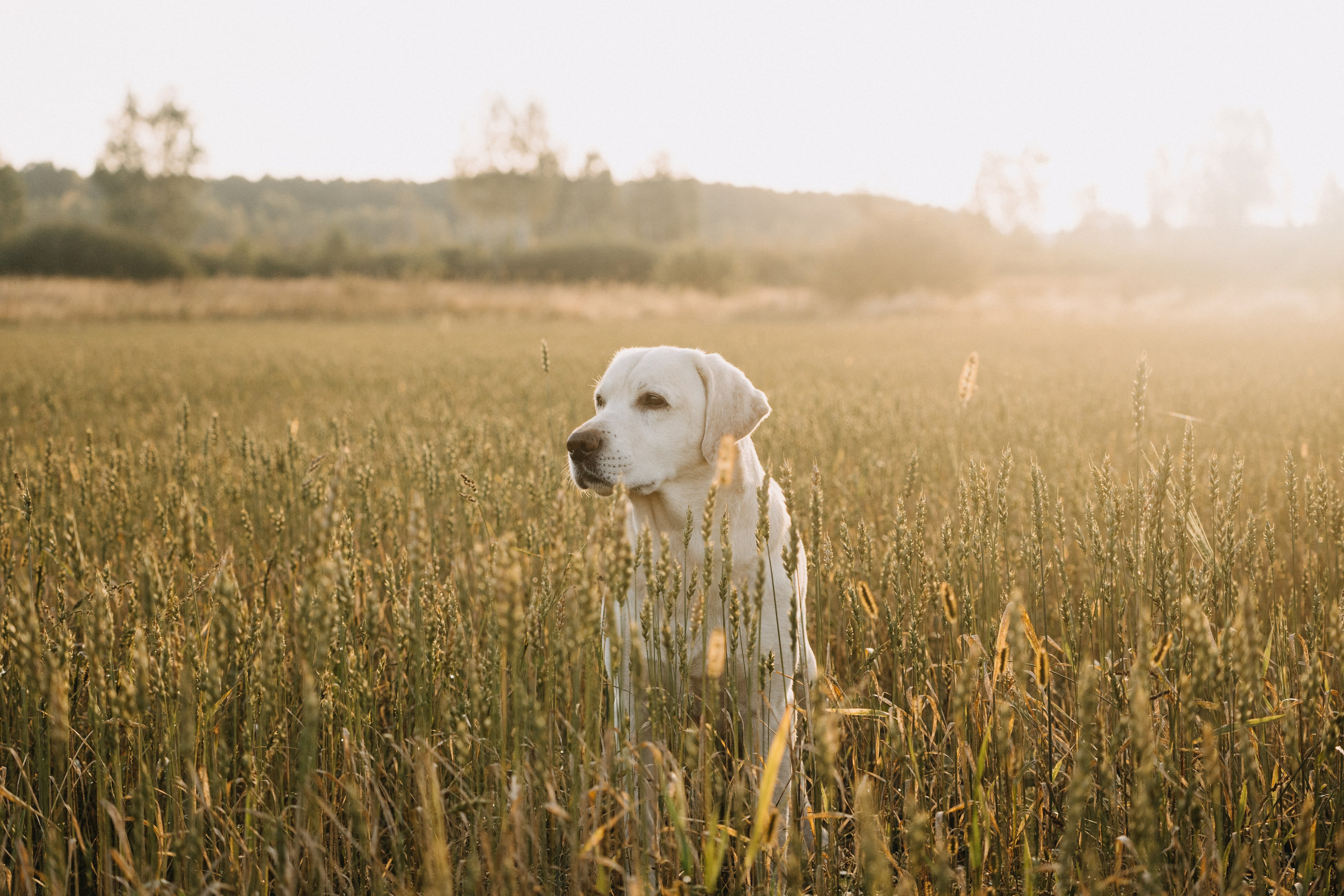 Дана и Арчи. Фотограф-анималист Анастасия Большакова