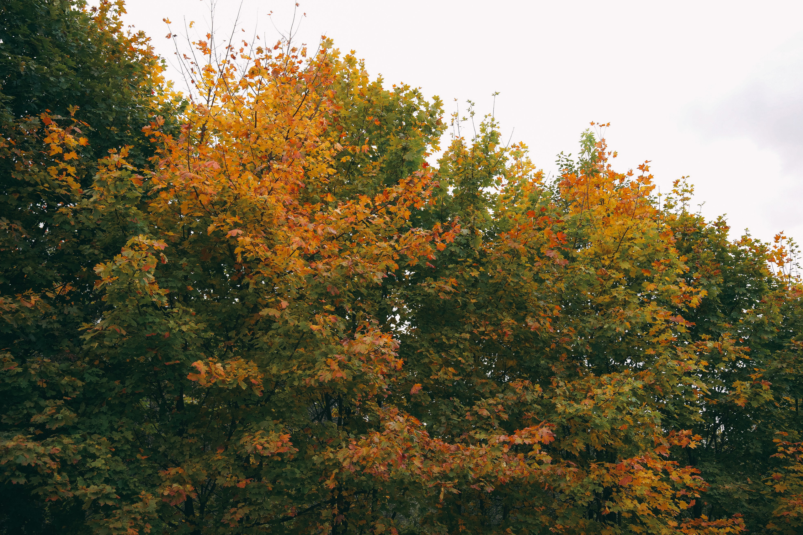 Осень 2025. Фотограф из Москвы — DASHA NOVA | Авторская фотография в разных жанрах