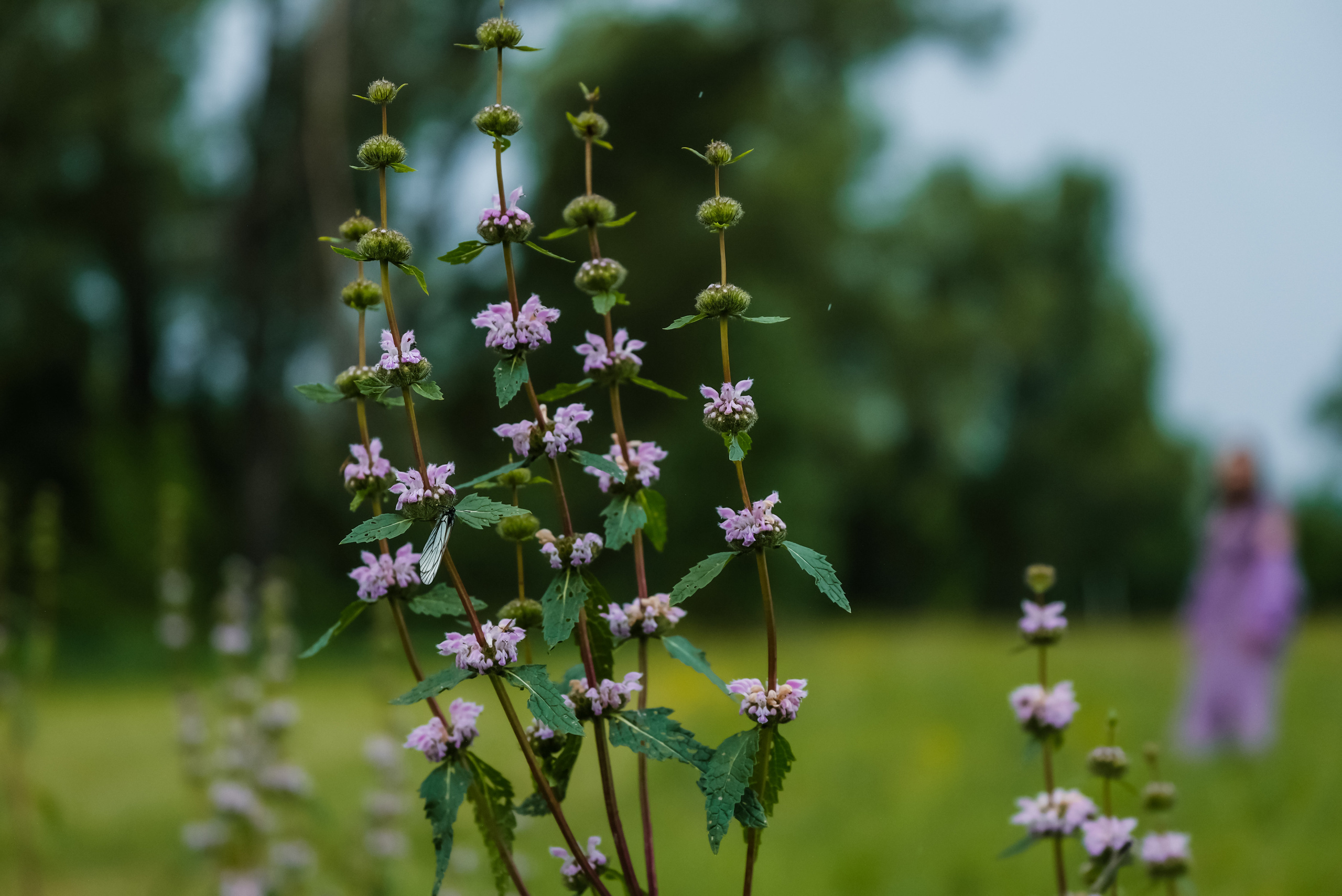 Фотосессия для Алёны. Фотограф Анна Герман. Красноярск