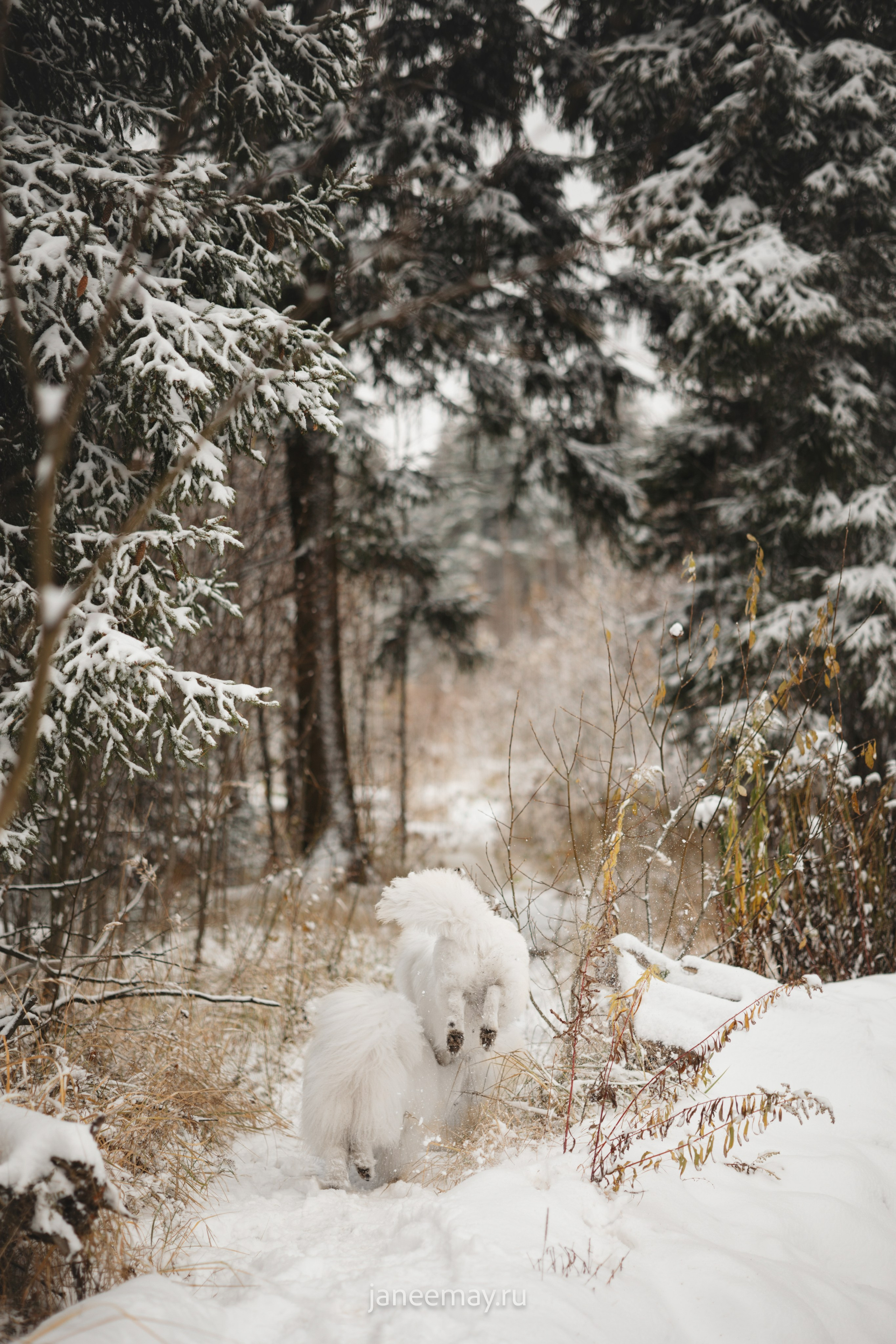 Фото собак, животных зимой. Фотограф анималист в Москве Майорова Евгения