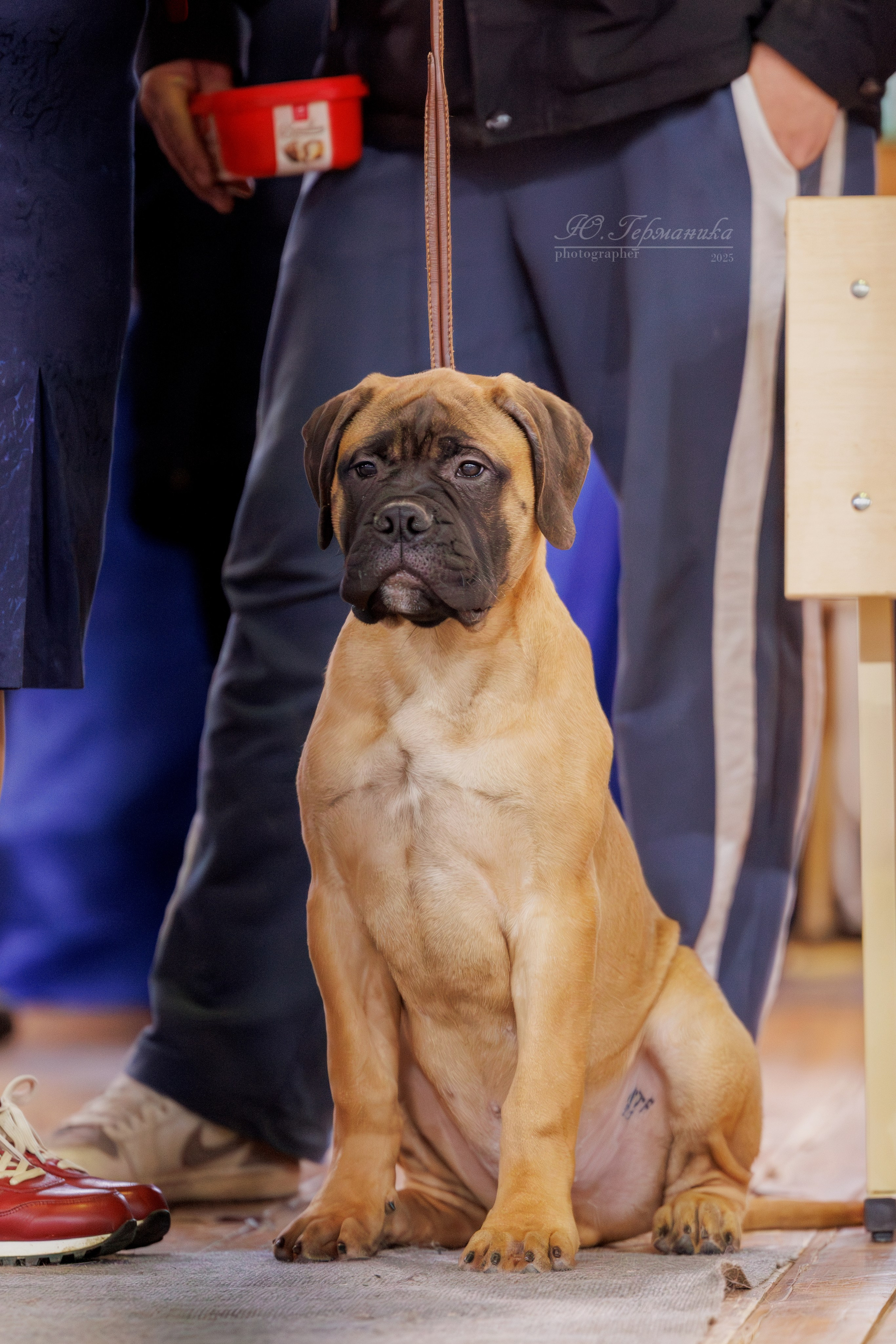 Тверь 21.12.2025. Фотограф-анималист Юлия Германика