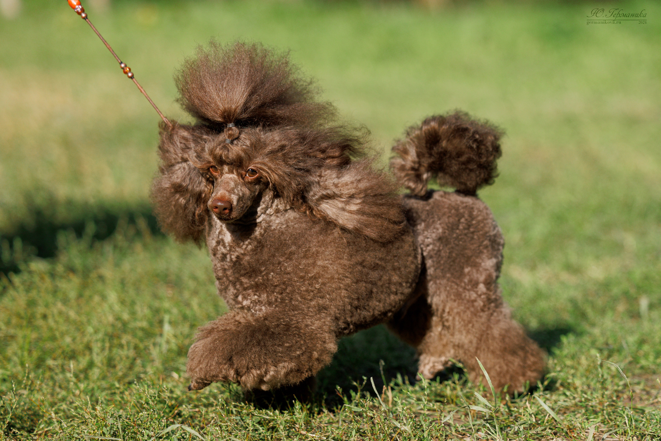 Астана 2хCACIB 17-18.08.2024. Фотограф-анималист Юлия Германика