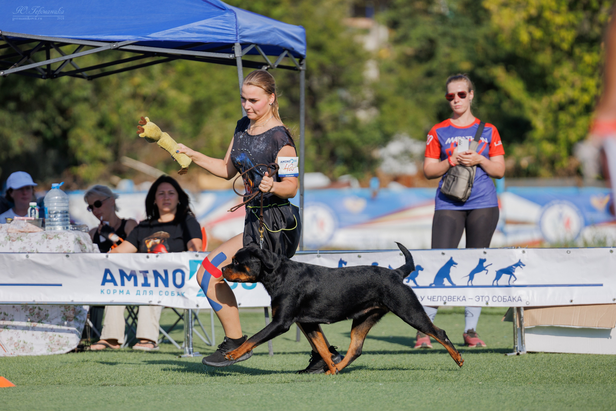Анапа ротвейлеры 14-15.09.2024. Фотограф-анималист Юлия Германика
