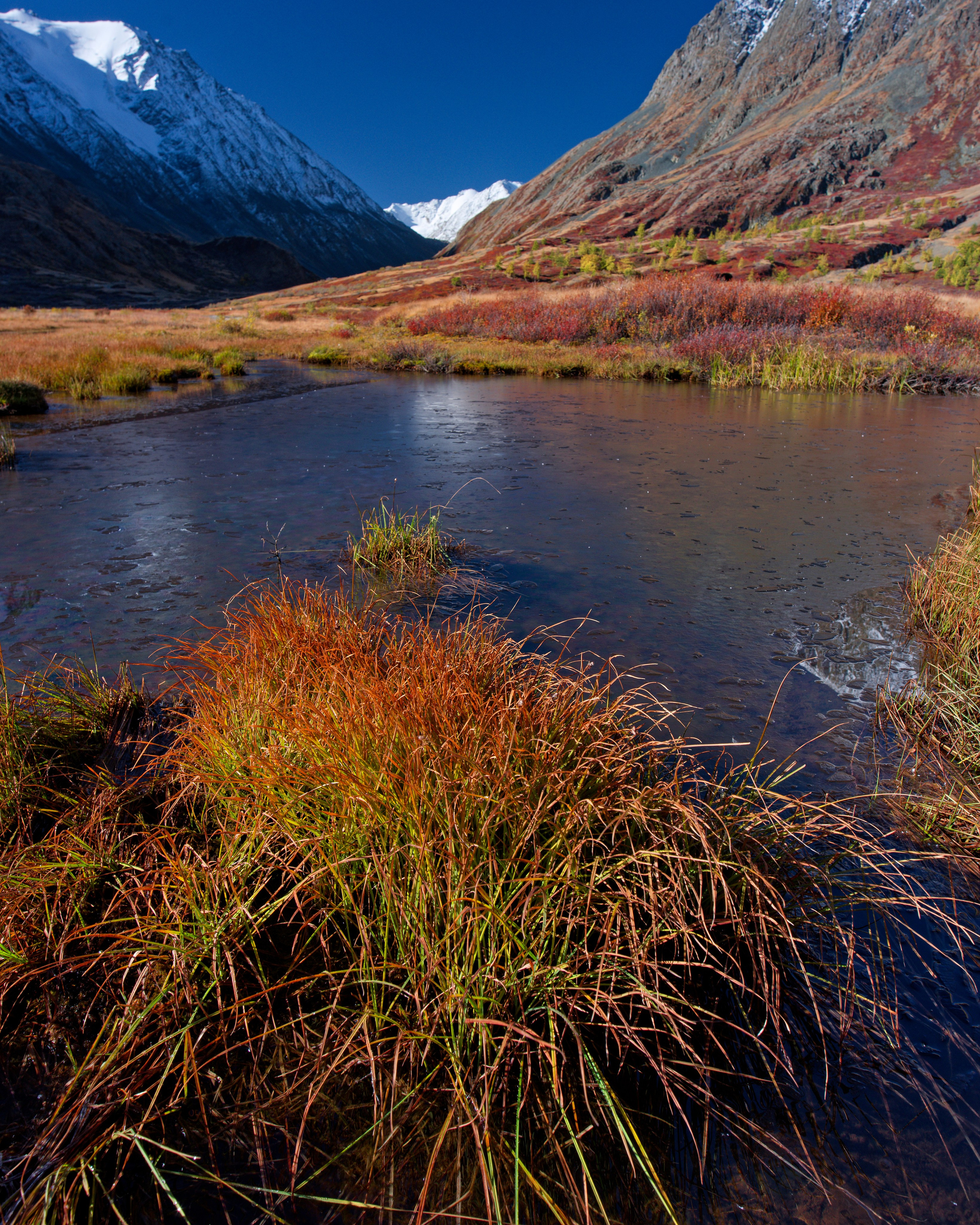 Пучок травы в замерзшем болотце со льдом на фоне гор