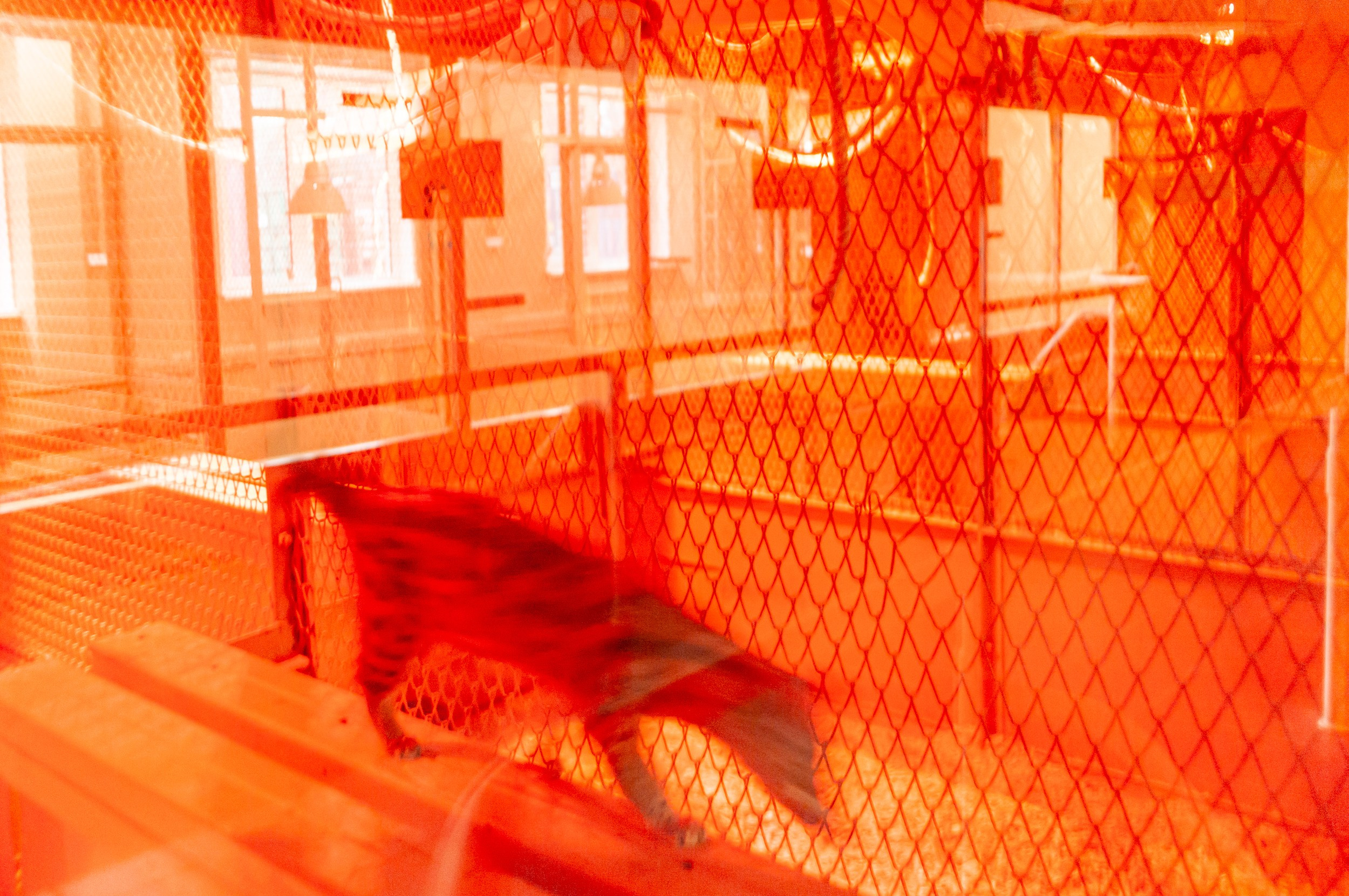 New city. Nikoilay Pak