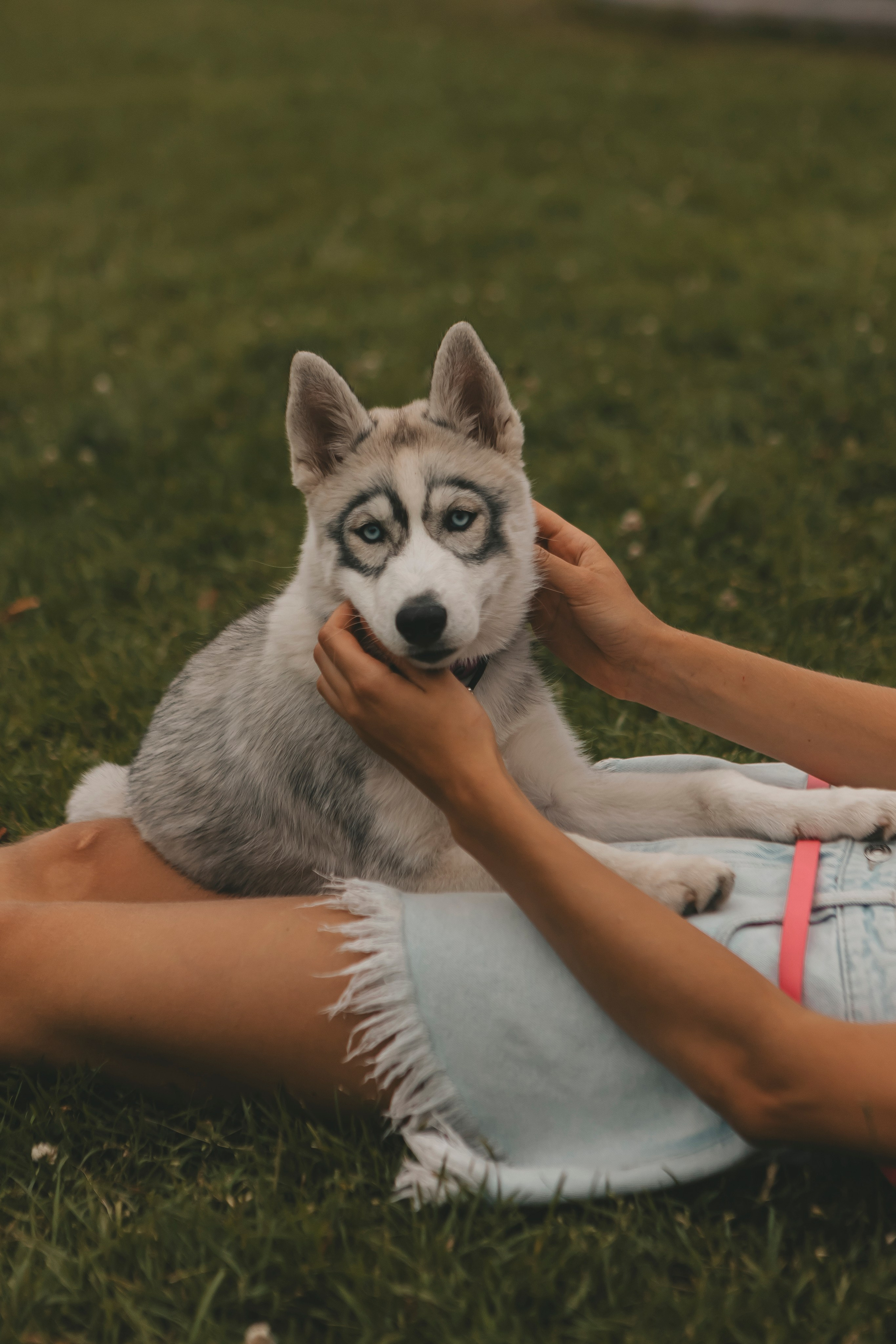 Милана и Белка. Фотограф-анималист в Санкт-Петербурге Алина Яхонт