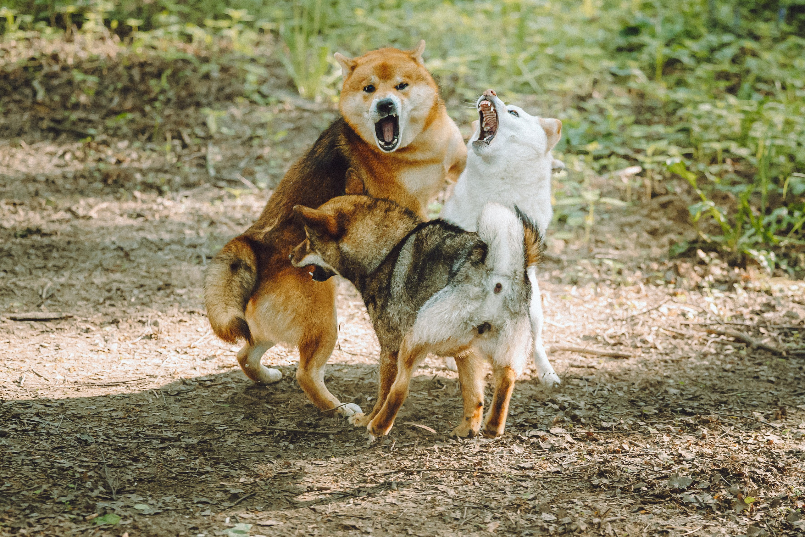 Шед, Цири, Чиби, Цера и их семья