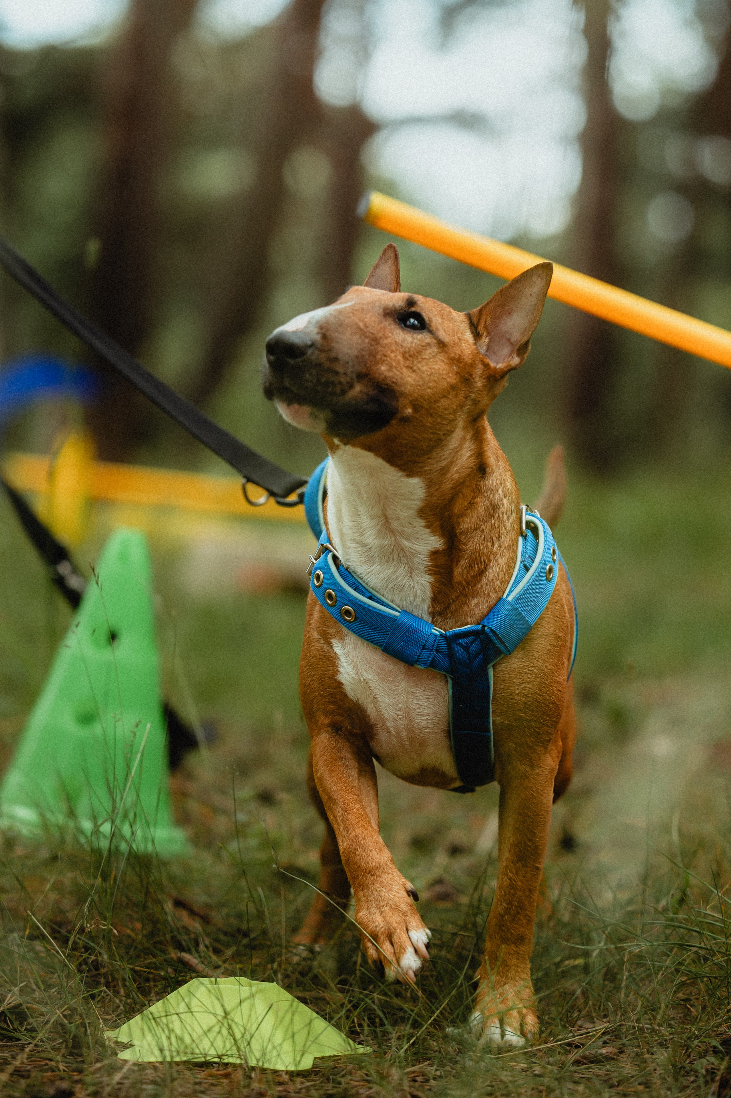 Выездной дог-тренинг от школы «Шерсть имею»