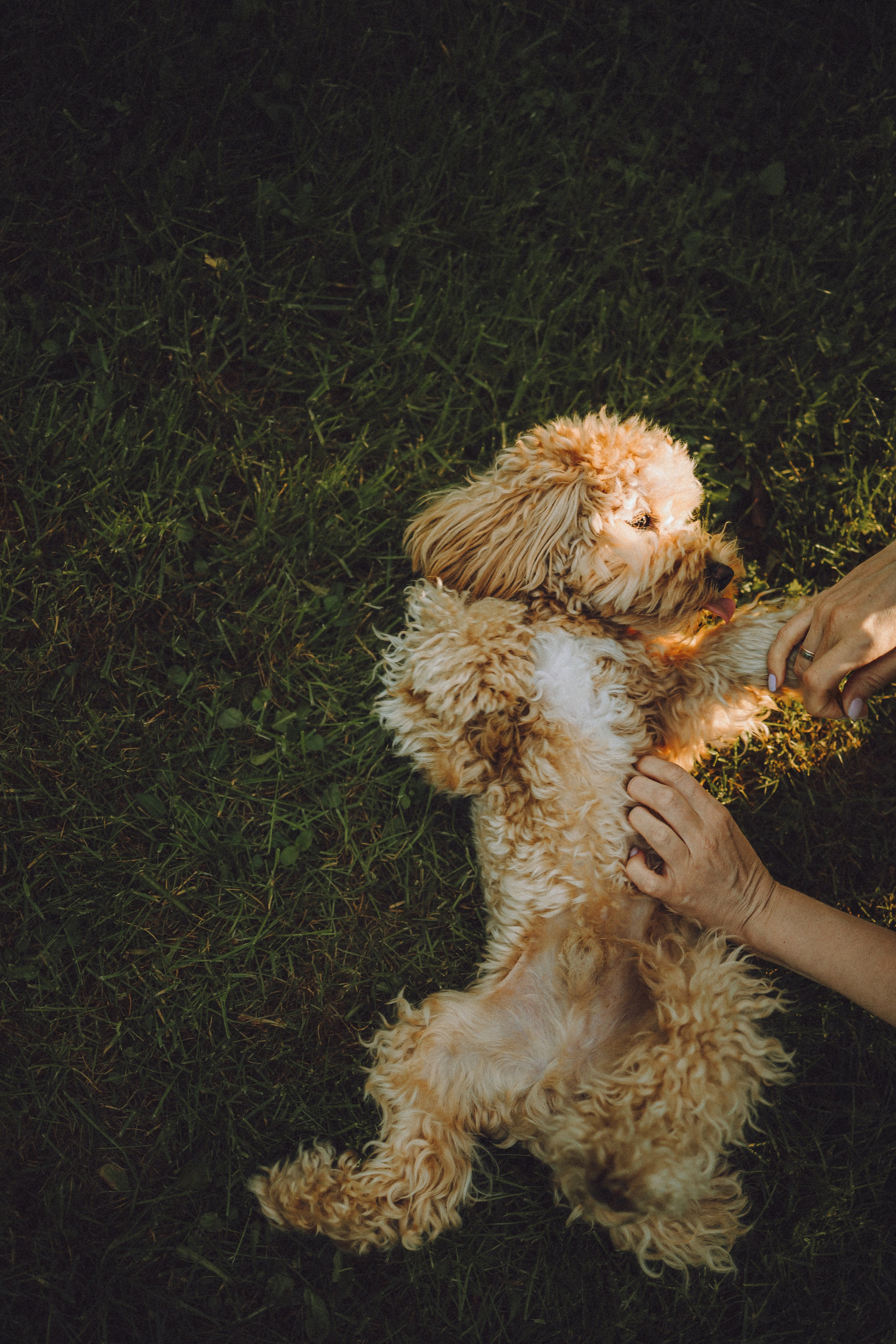 Фред и его семья