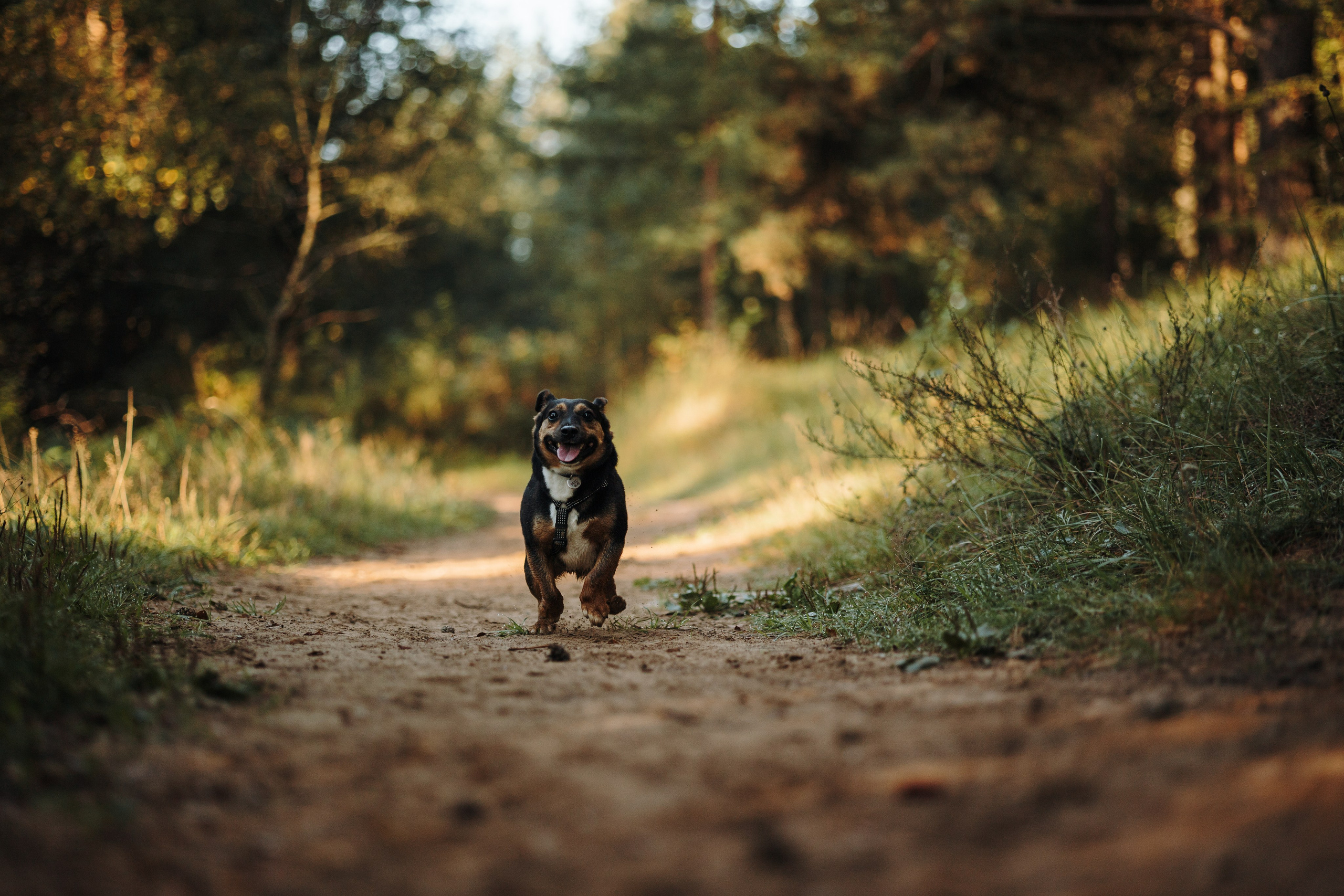 Ольга и Рекс. Фотограф — Анималист | Санкт-Петербург