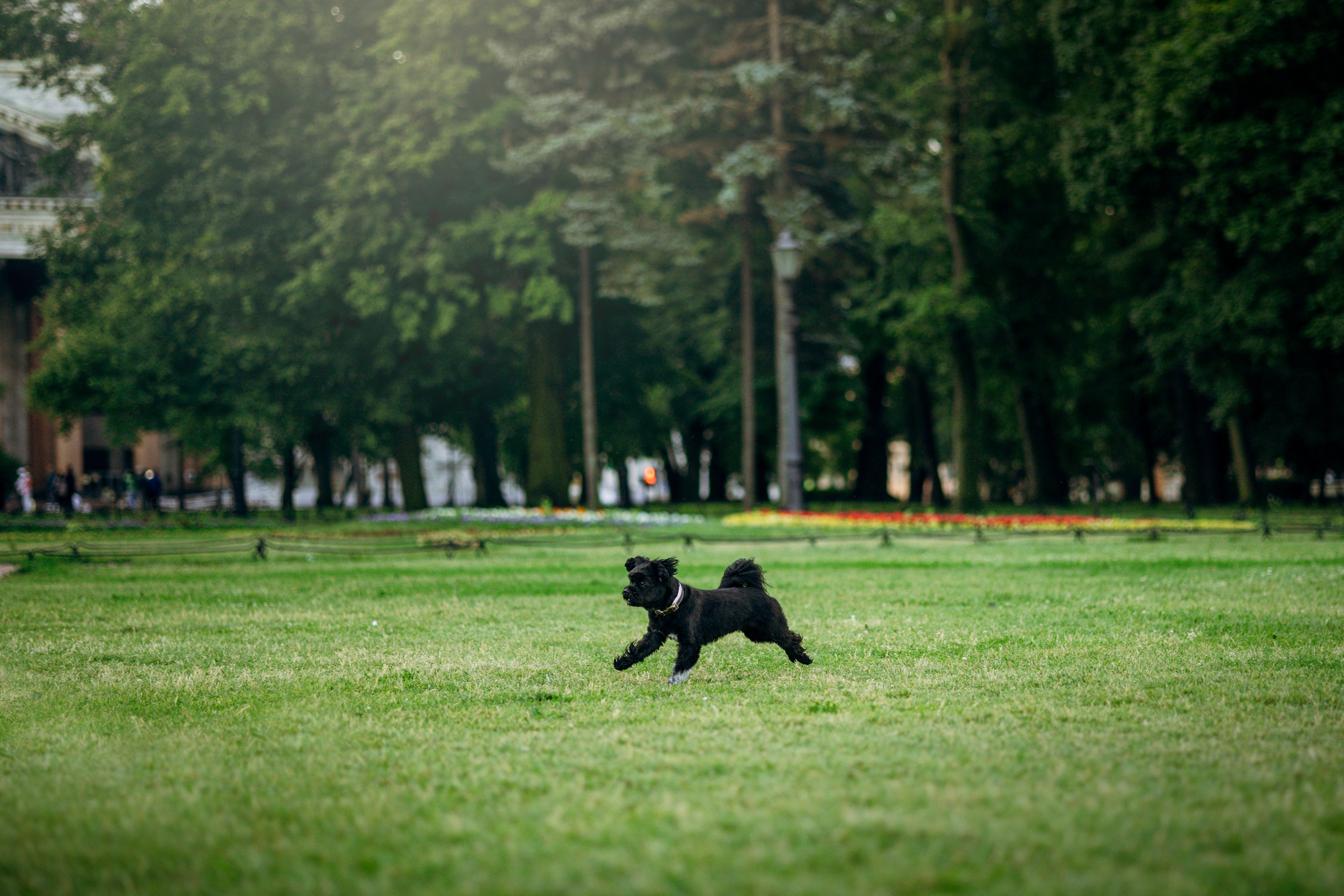 Даша и Борис. Фотограф — Анималист | Санкт-Петербург