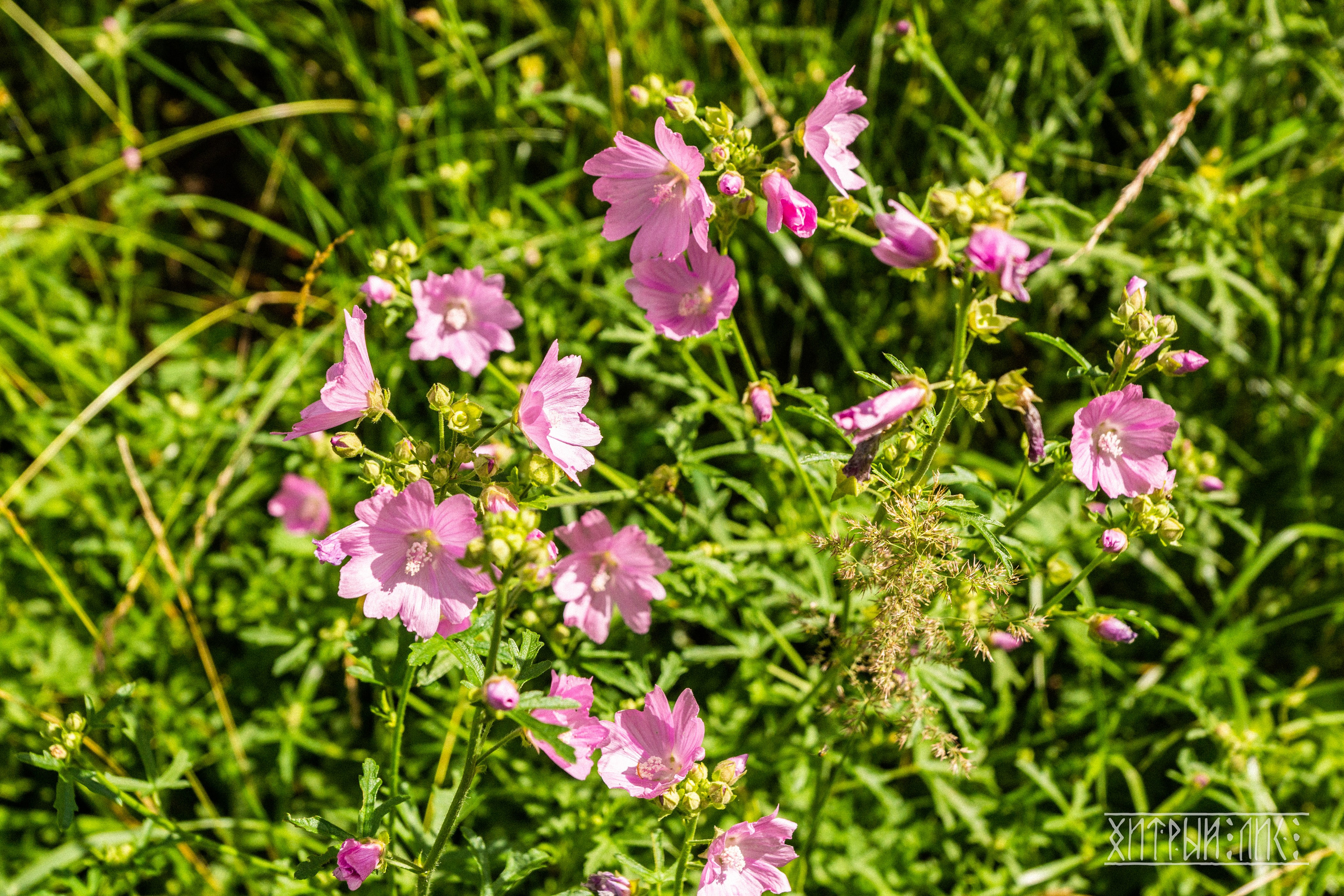 Беларусь. Фотограф-путешественник Самойлов Максим «Sly Fox»