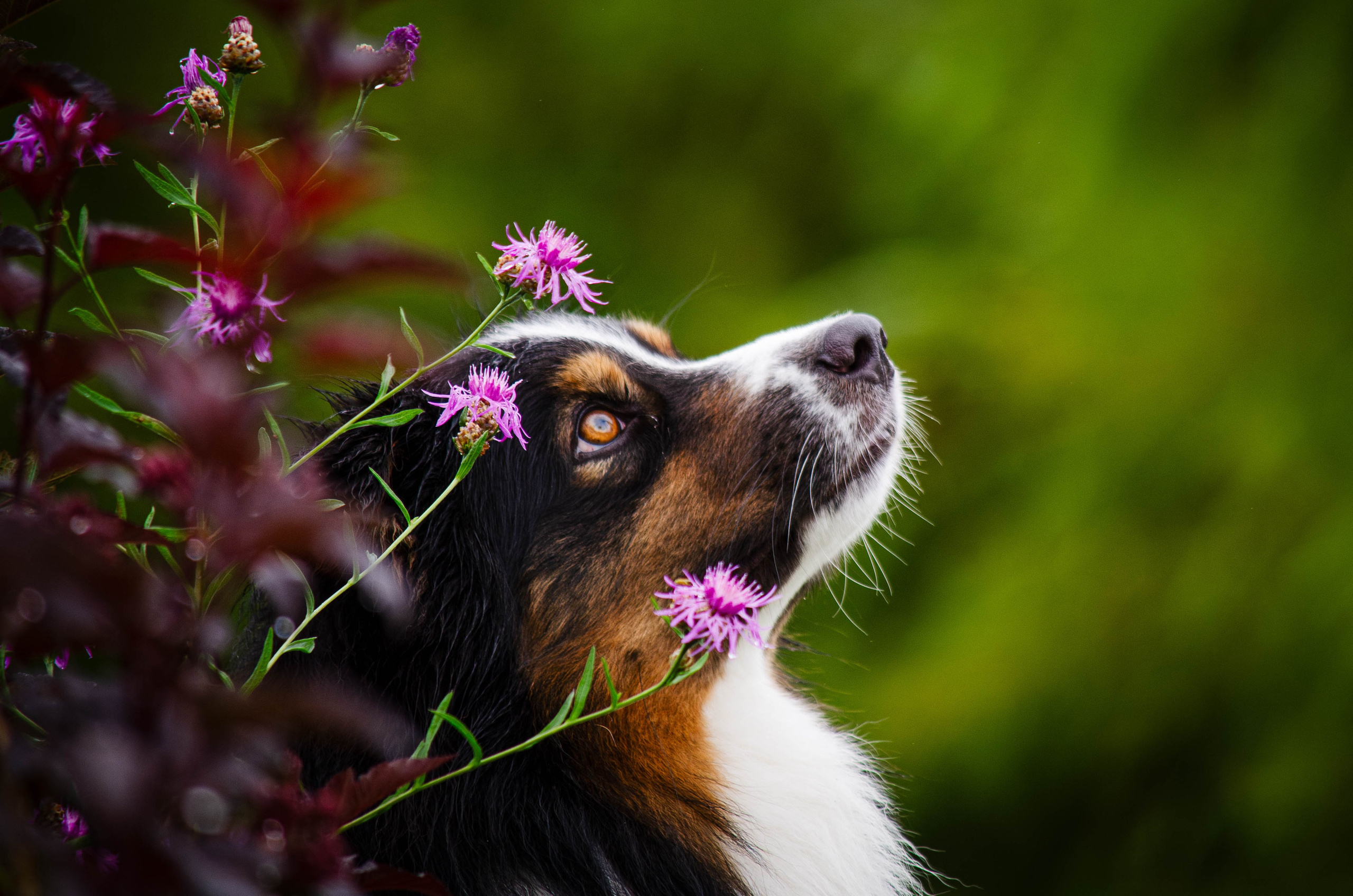 Арья и Оззи. Фотограф Светлана Блинова, Москва и Московская область