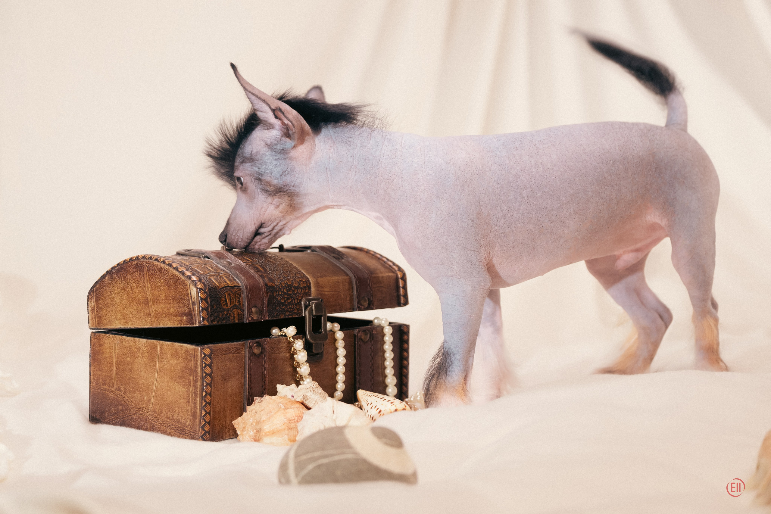 Помёт V. Фотосессия 2. 28.04.2024. Фотограф в Москве