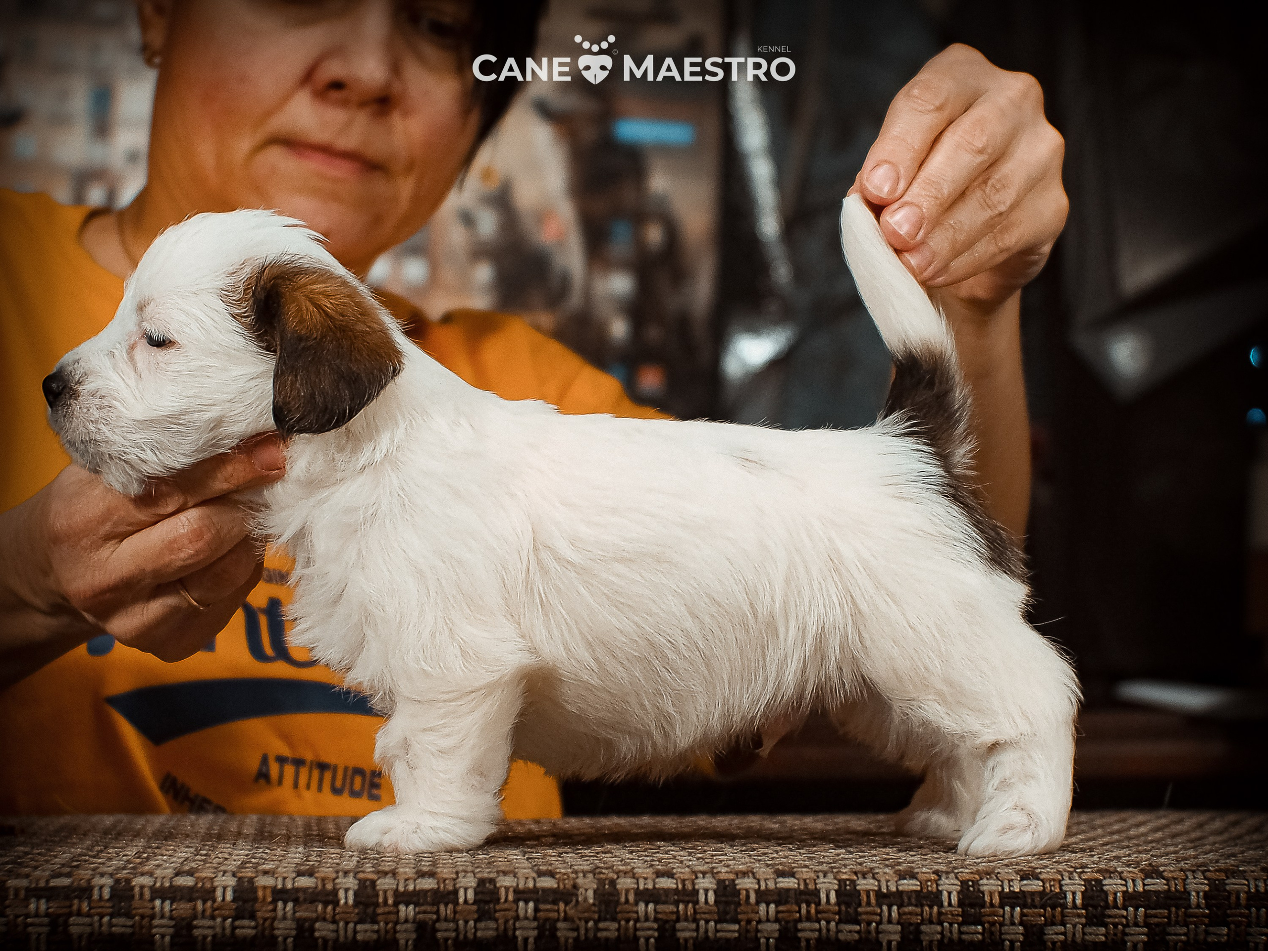 КОБ_Б_МОНОКЛЬ. CANE MAESTRO — kennel Jack Russell Terrier
