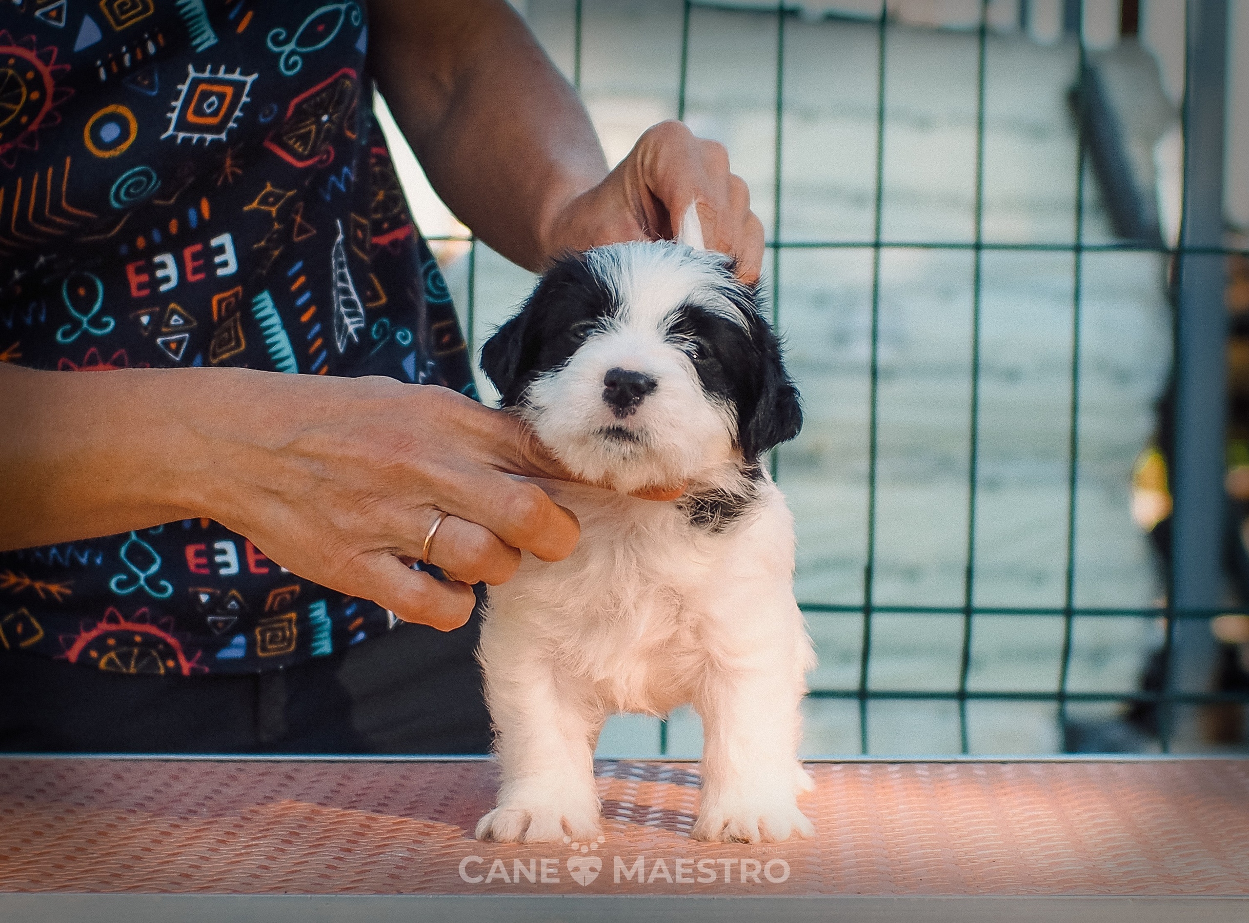 КОБZ_4_ЧБ_27_08_25. CANE MAESTRO — kennel Jack Russell Terrier