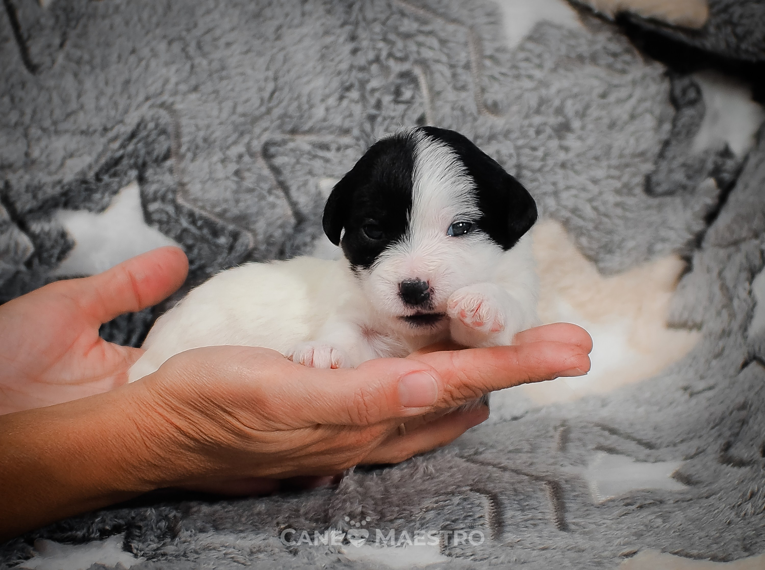 КОБ_Z_2_BLACK_27_08_2025. CANE MAESTRO — kennel Jack Russell Terrier