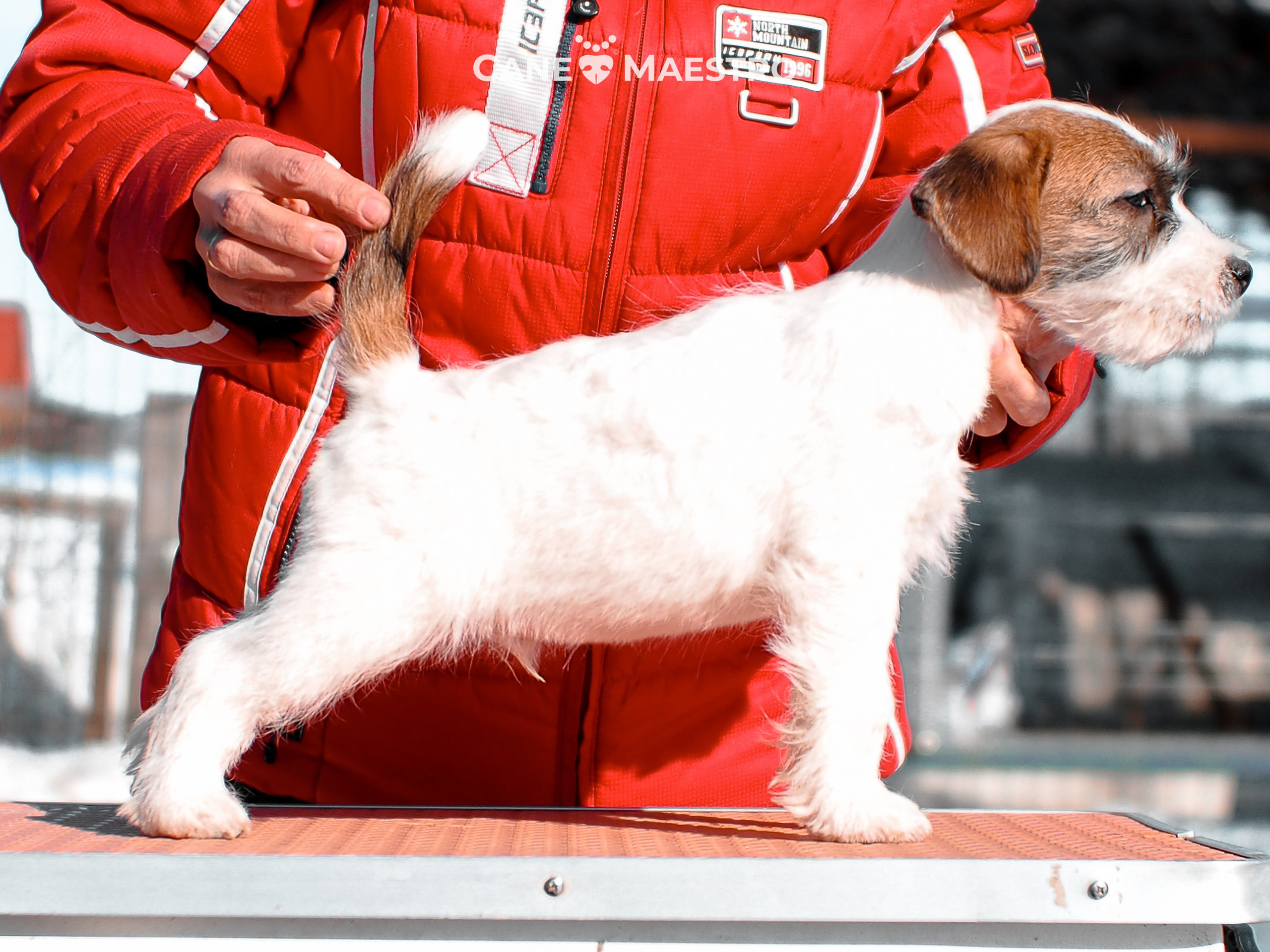КОБ_ЛИСА_05_01_26. CANE MAESTRO — kennel Jack Russell Terrier